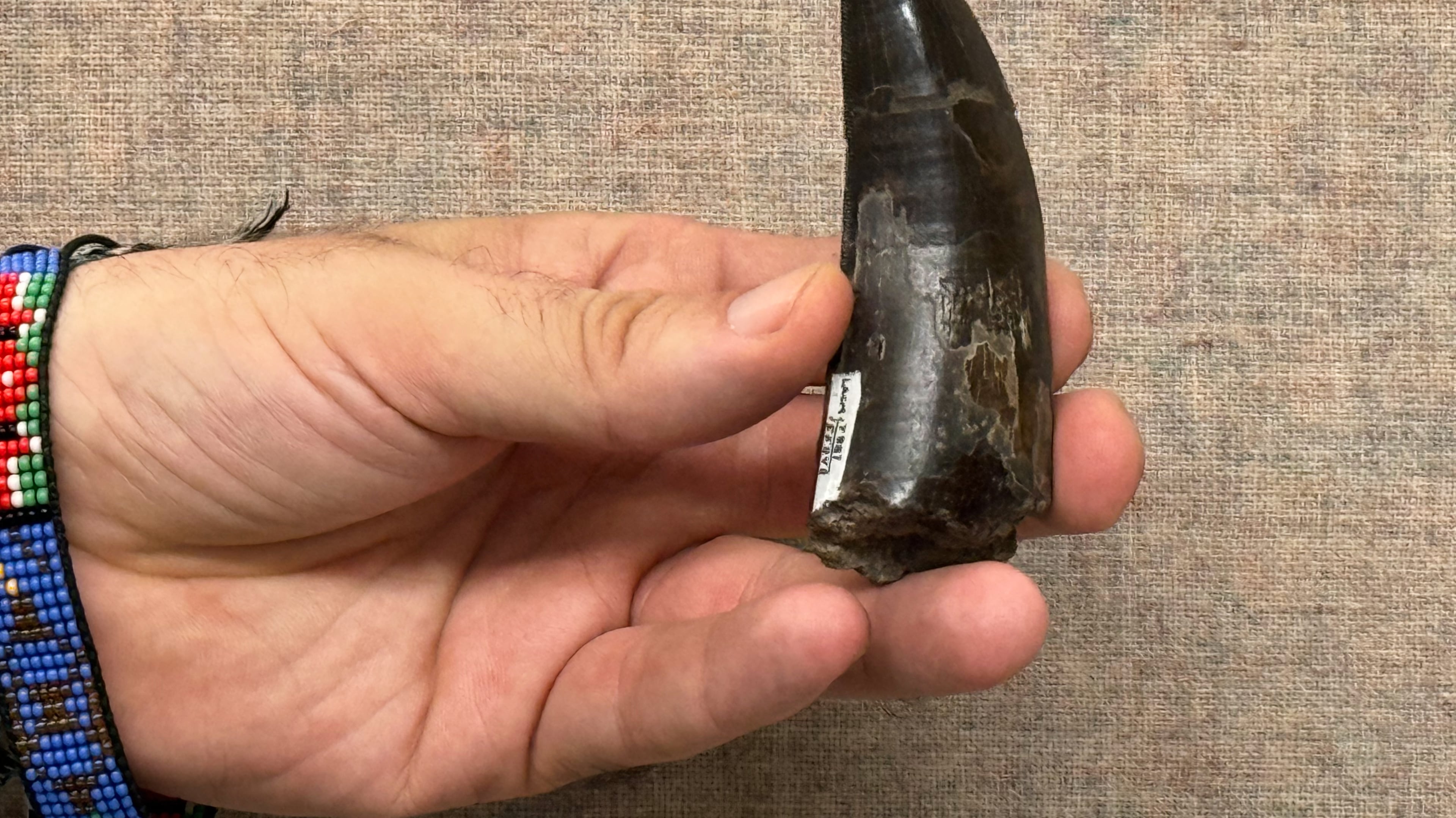 This 2026 photo provided by UCLA shows scientist Robert Eagle holding a Tyrannosaurus rex tooth that was used to measure the dinosaur’s body temperature. (UCLA via AP)
