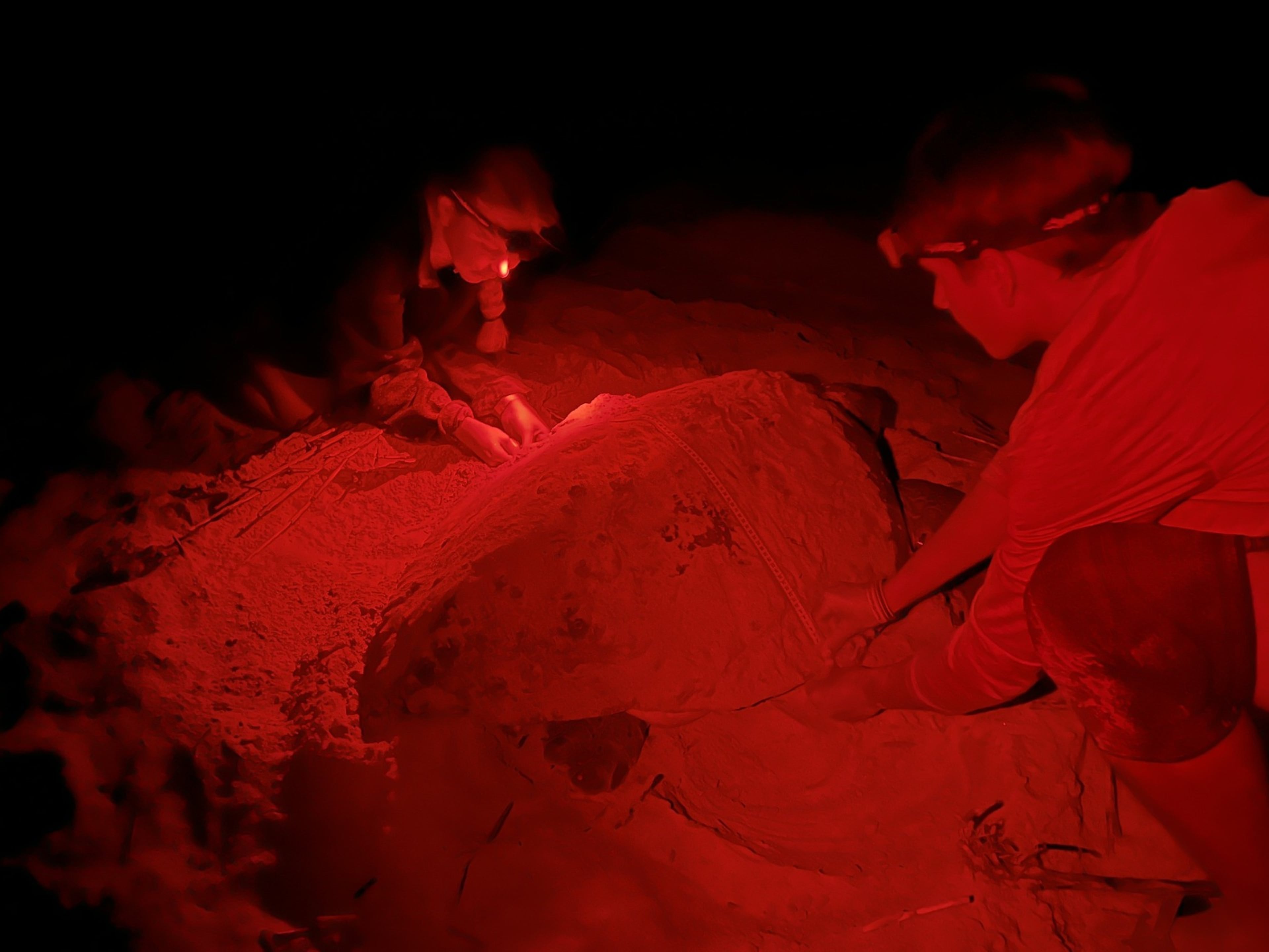 Turtle Technicians observe a female loggerhead as she comes ashore at Ossabaw Island to nest earlier this summer. Turtles can see the red light cast by the headlamps, but the frequency spectrum does not bother them the way white light does. (Courtesy of the Georgia Department of Natural Resources)