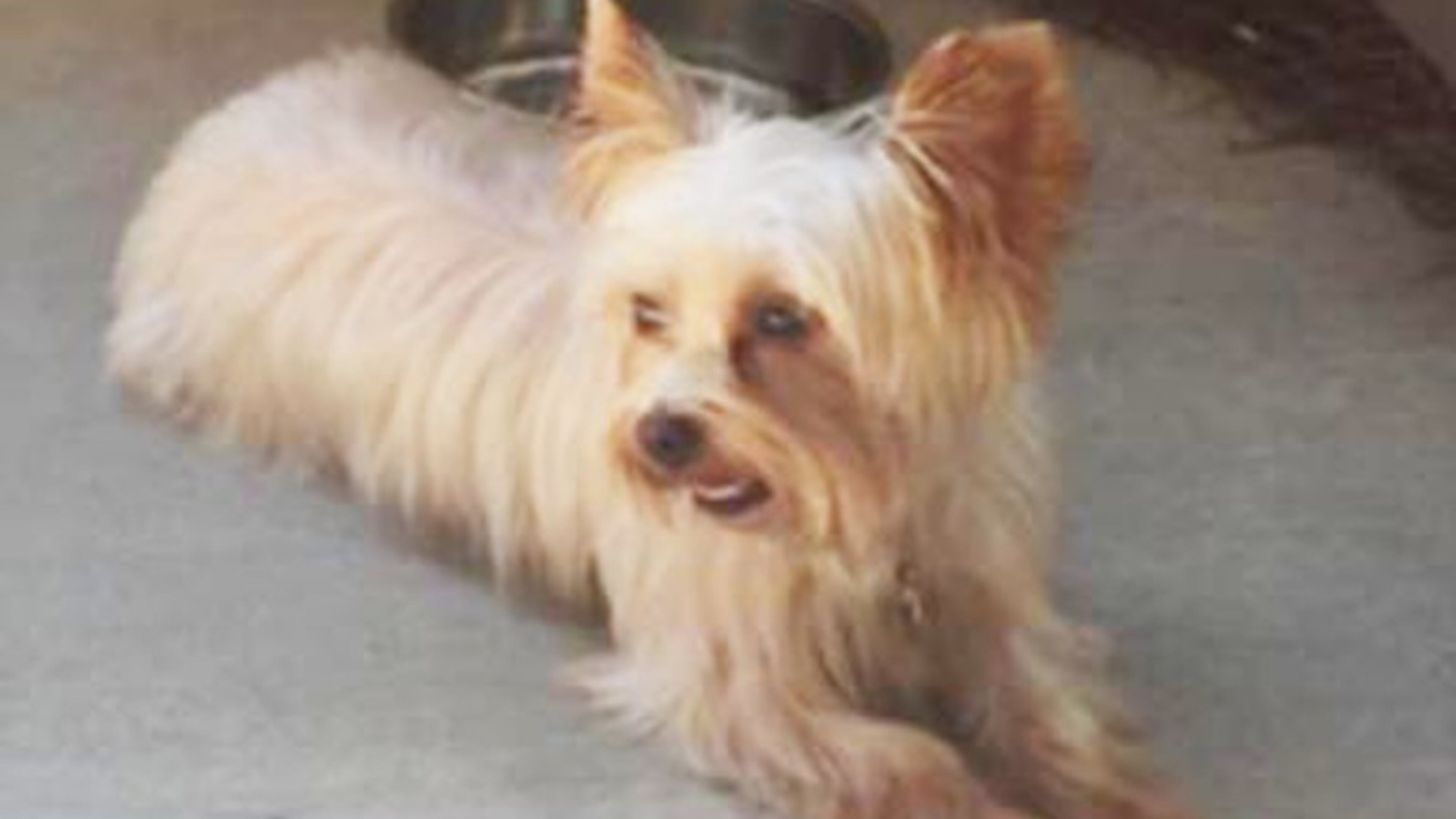 Brookhaven police say a man is believed to have stolen this dog from a woman who was out on a walk.