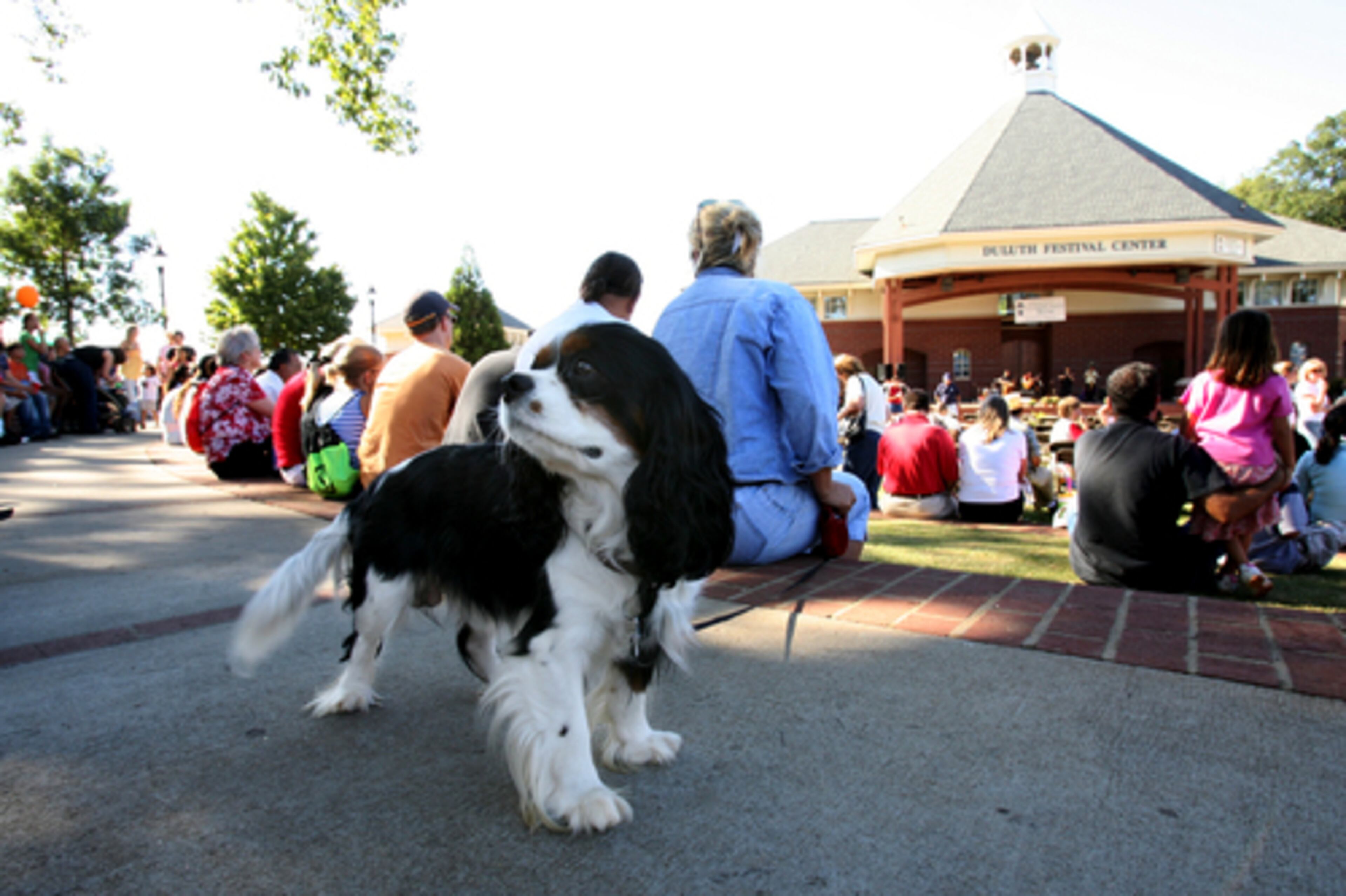 Butler", a Cavalier King Charles Spaniel belonging to Beth Duke of Duluth, checks out the audience.