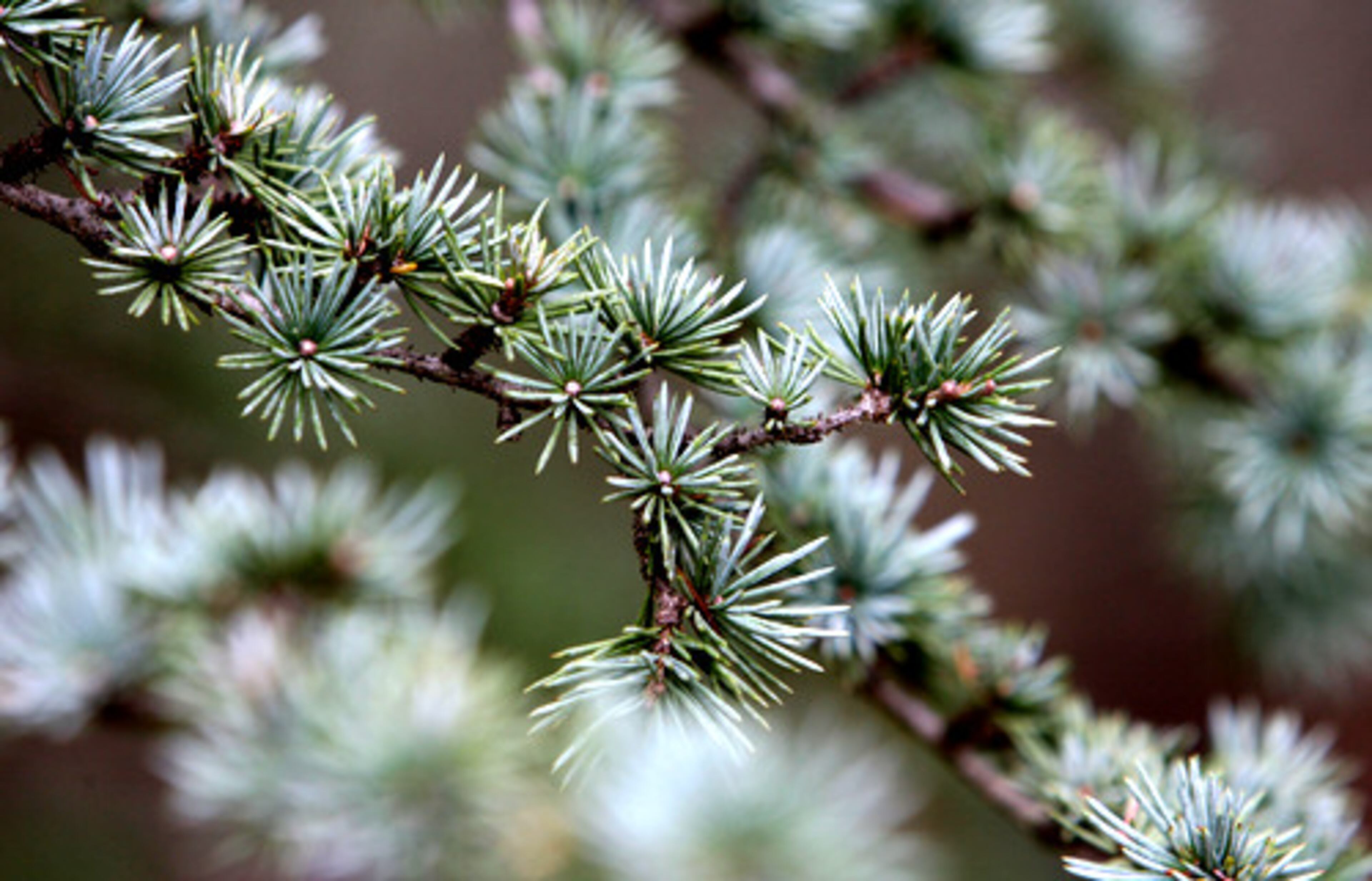 A Cedar of Lebanon tree.