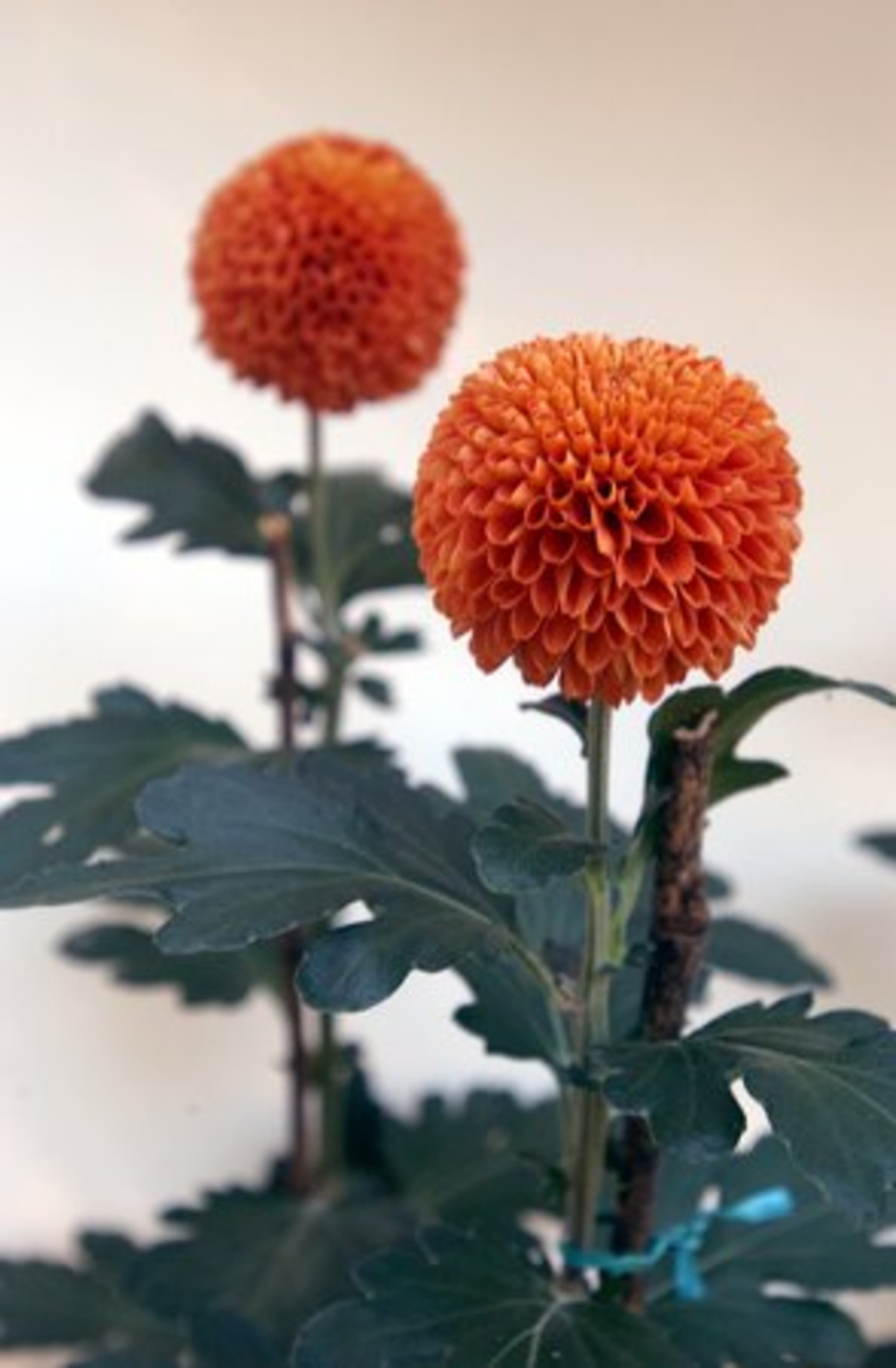 Shown here are cherry red mums called Pompon 'Kevin Mandarin'.