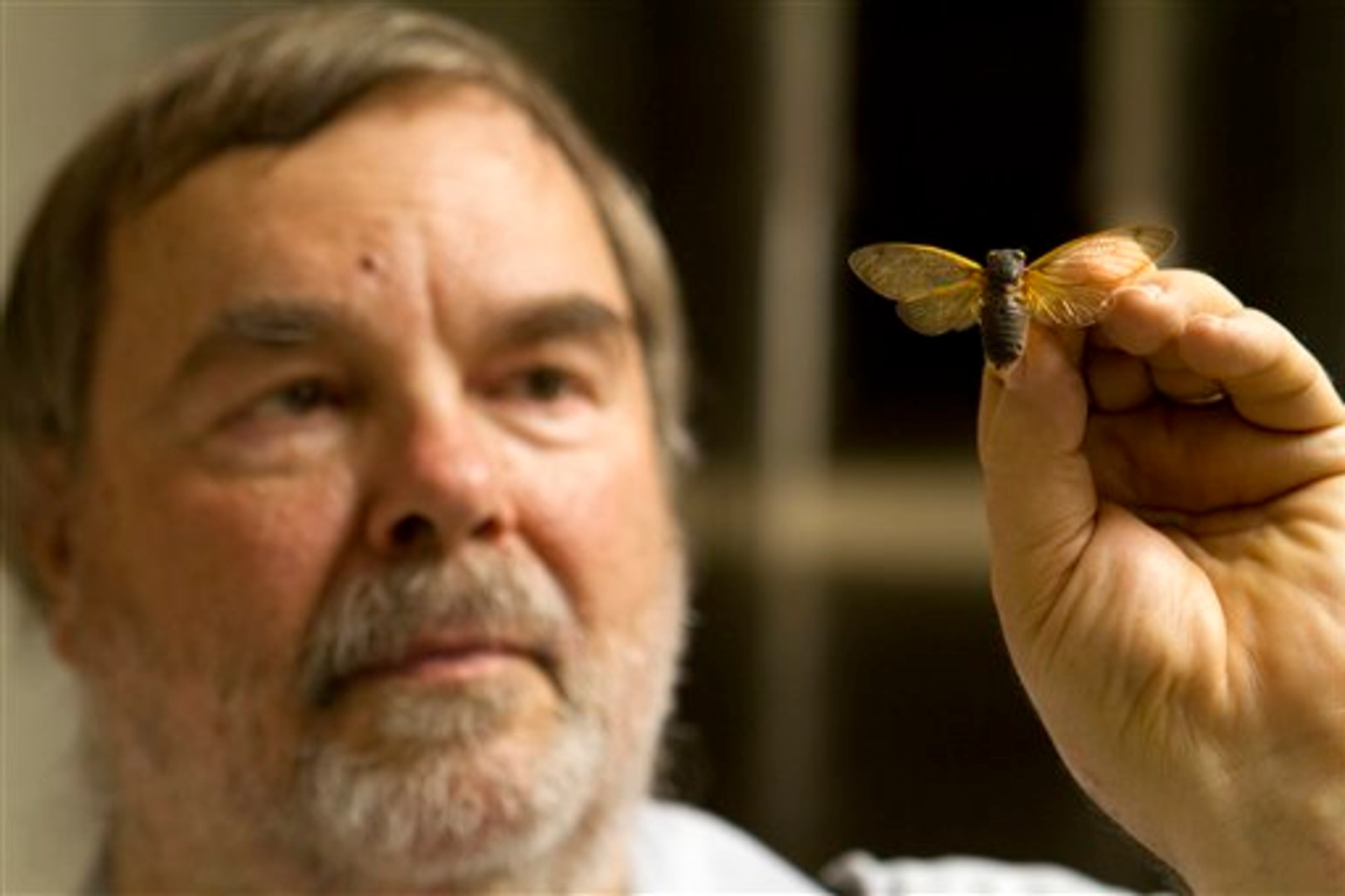 Gary Hevel, a research collaborator with the Dept. of Entomology at the National Museum of Natural History, holds up a preserved cicadas, a brood of which are expected to emerge this spring in the Washington area, at the Smithsonian Institution's Museum Support Center in Camp Springs, Md. on Tuesday, April 23, 2013. (AP Photo/Jacquelyn Martin)