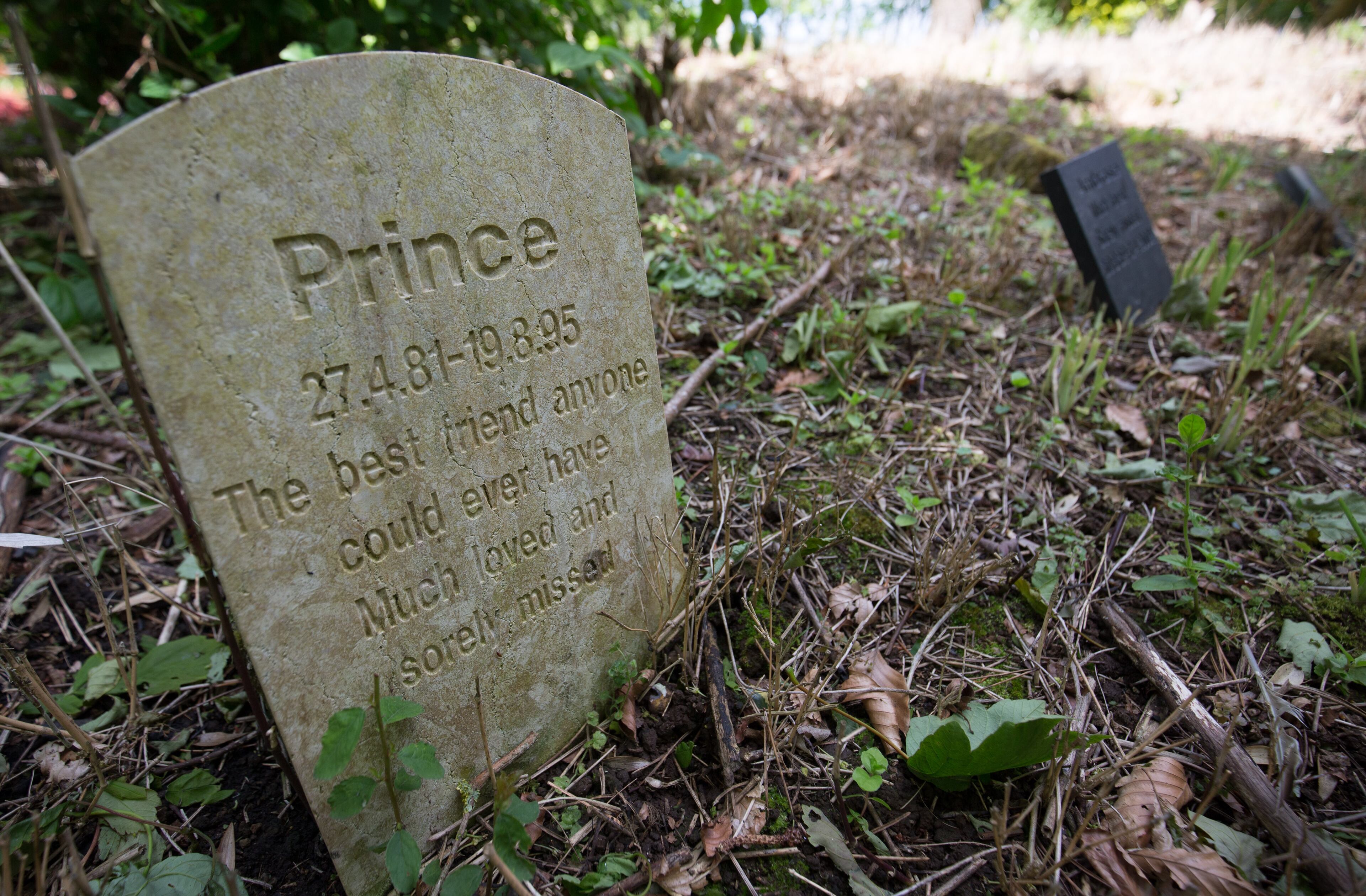 PENZANCE, ENGLAND - JUNE 03: A memorial headstone for a pet is seen in the memorial garden at Penwith Pet Crematorium, pet cemetery and memorial gardens near Penzance on June 3, 2015 in Cornwall, England. Established in 1988 as a pet cemetery and pet crematorium for dogs, cats and small animals, more recently they have opened a horse cemetery and also woodland and natural burial grounds for people wishing to be buried close where their beloved animal's ashes were scattered or interred. Globally the pet cremation and burial, or 'pet loss' industry has boomed recently, as many bereaved pet owners look to give their much loved pets more individual, formal and dignified send-offs. (Photo by Matt Cardy/Getty Images)