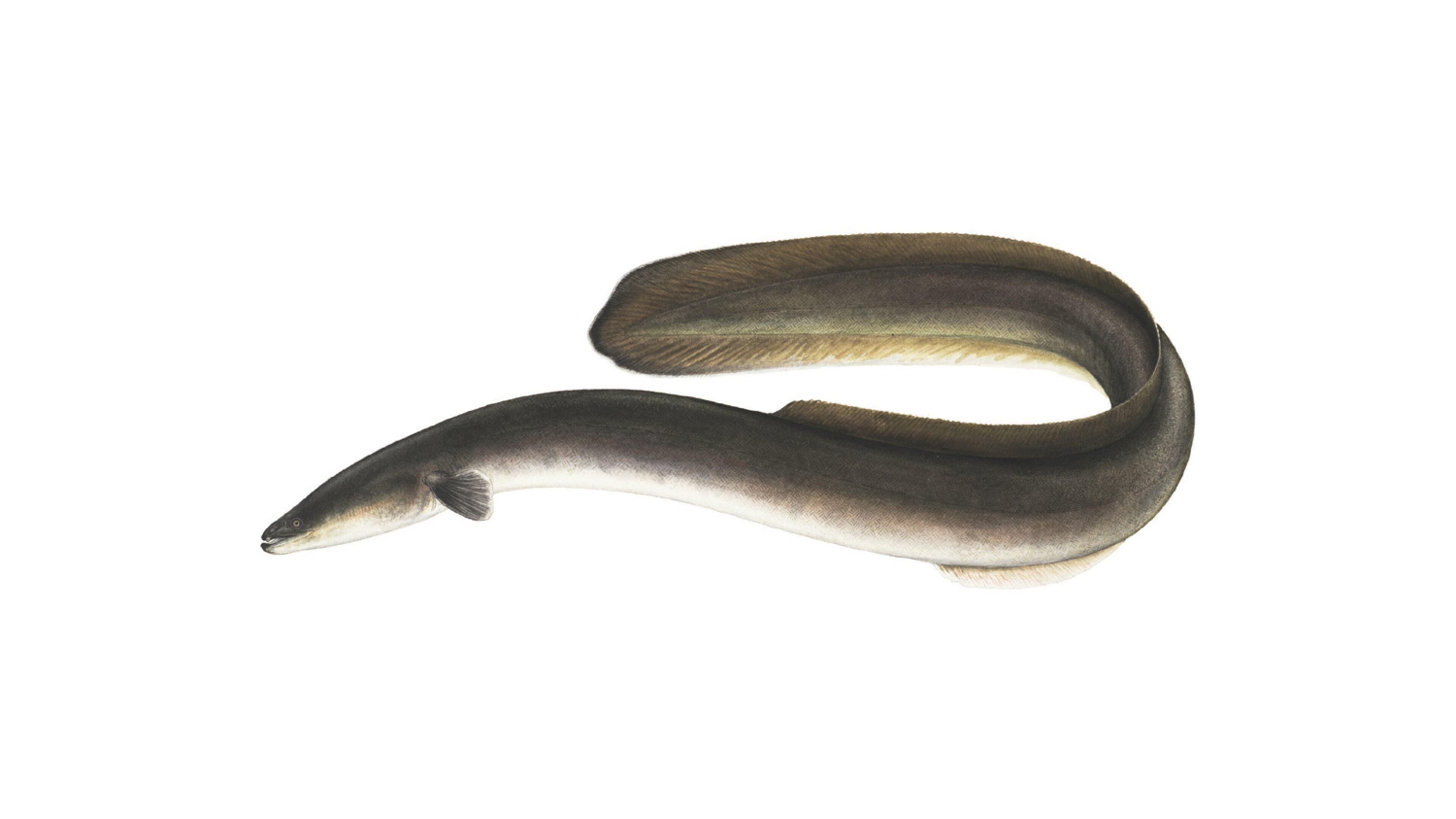The American eel, shown here, is a native of Georgia, found in many freshwater streams and rivers and in brackish waters of coastal estuaries. It migrates far into the Atlantic Ocean to spawn. (Courtesy of Ellen Edmonson and Hugh Chrisp)