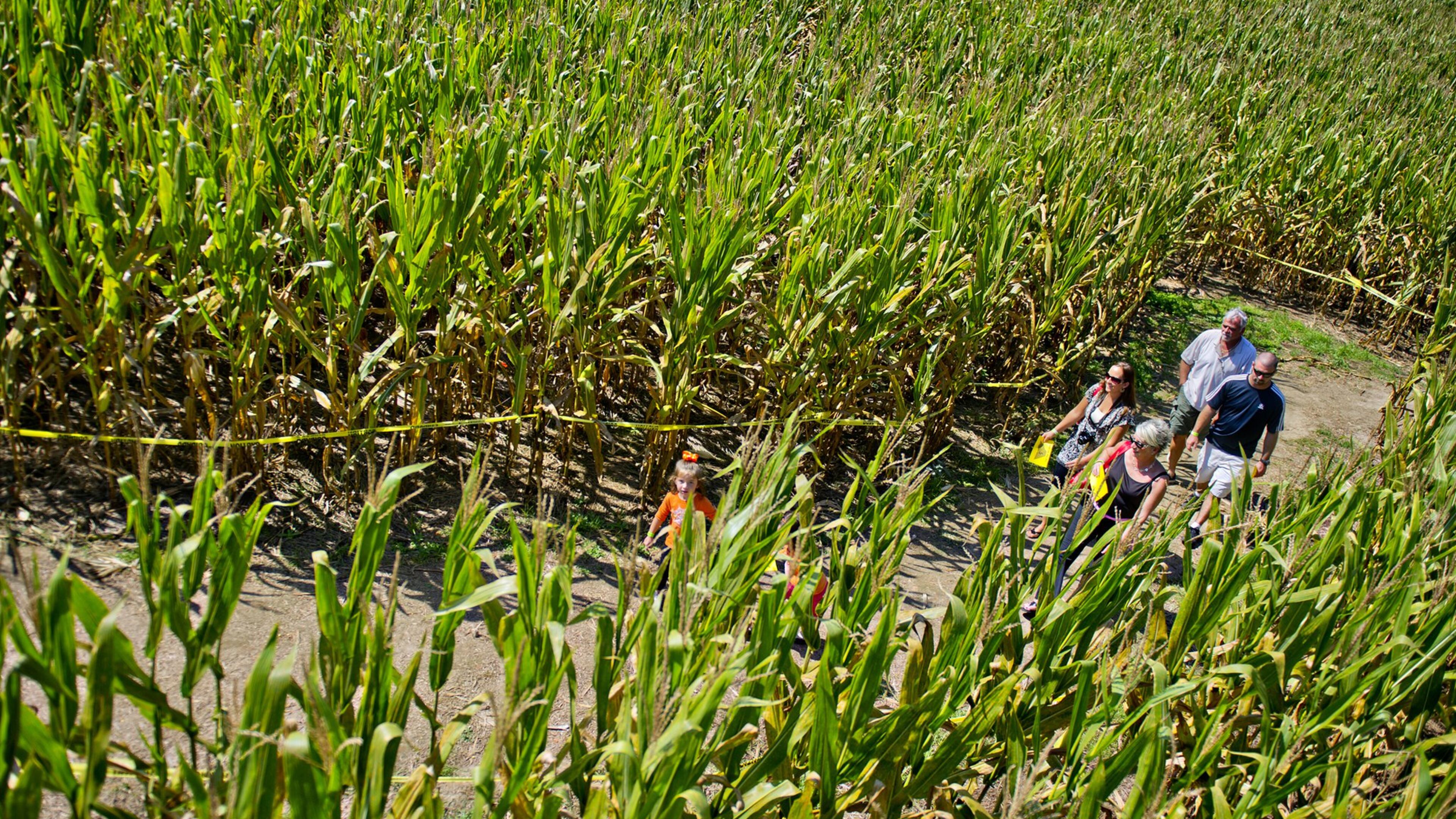 Visitors to the Buford Corn Maze have been getting lost among the many rows of corn for several years now. CONTRIBUTED