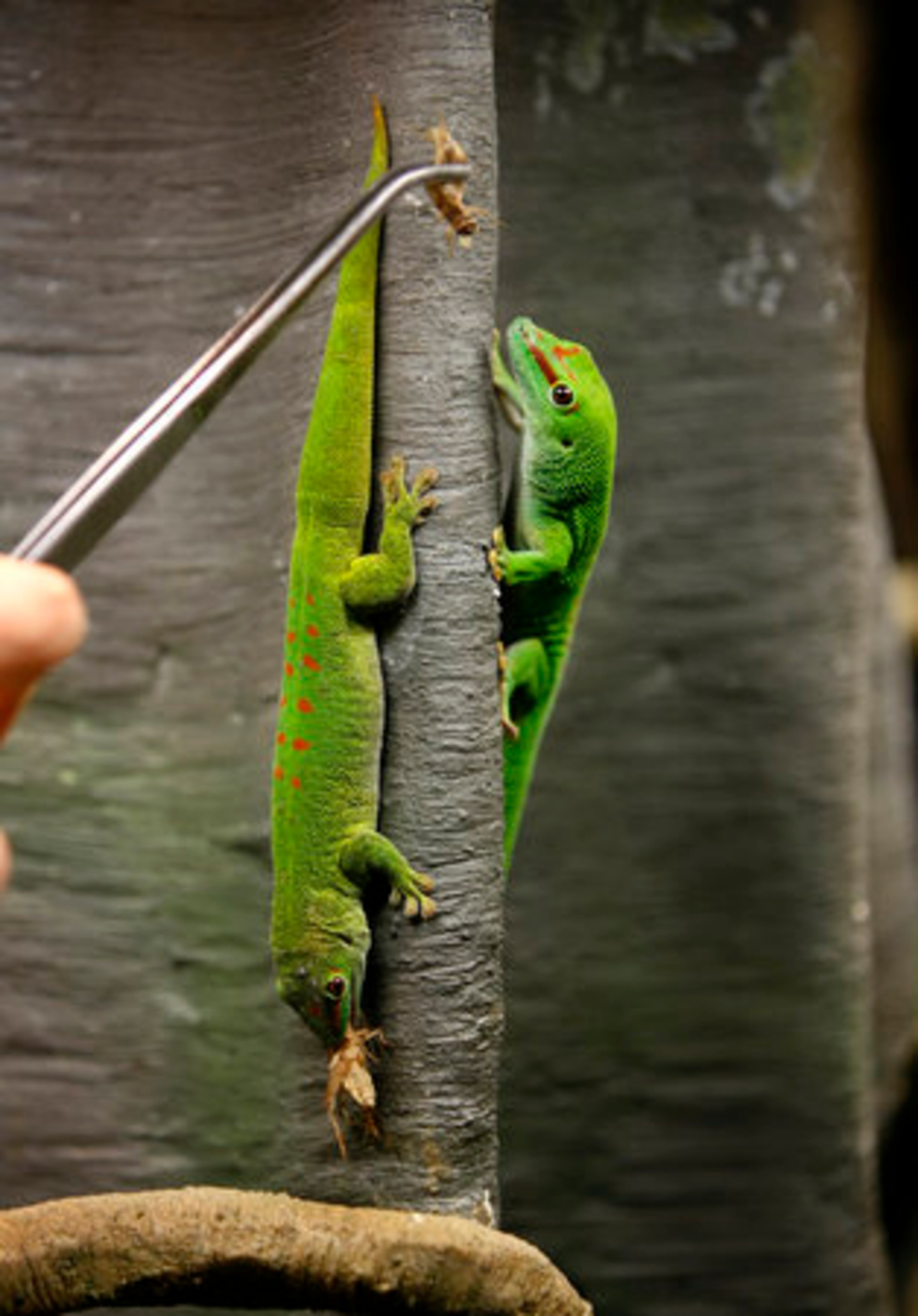 Colin Walker feeds a cricket to two Giant Day Geckos, which are from Madagascar. The animals live in custom habitats that provide lighting, humidity, temperature and water control.