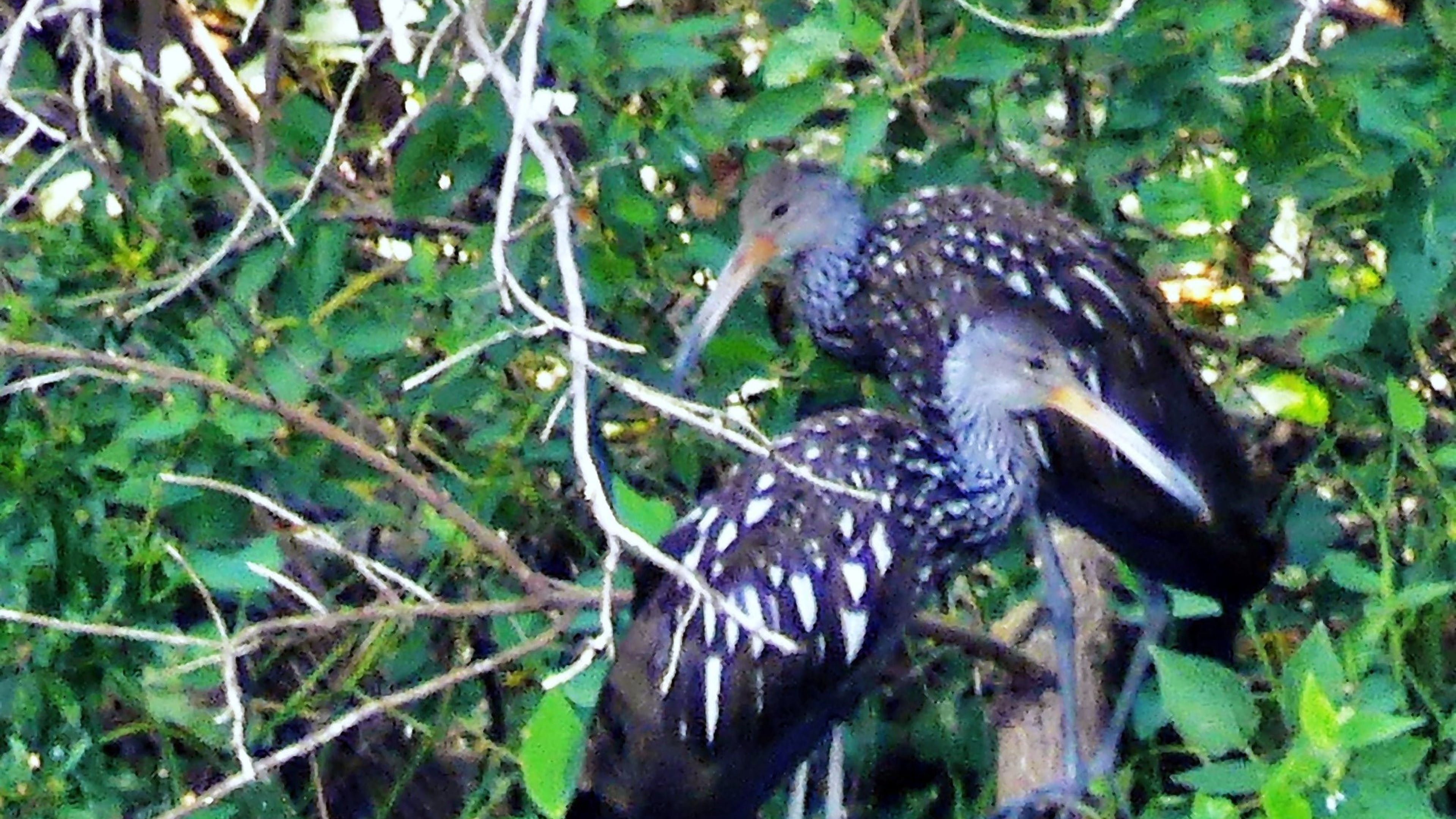 This pair of limpkins mysteriously showed up at Lake Blalock in Clayton County a few weeks ago. The limpkin, which has been described as one of North America’s most curious birds, is very rare in Georgia. Its native range is South Florida and the tropics as far south as Argentina. PHOTO CREDIT: Charles Seabrook