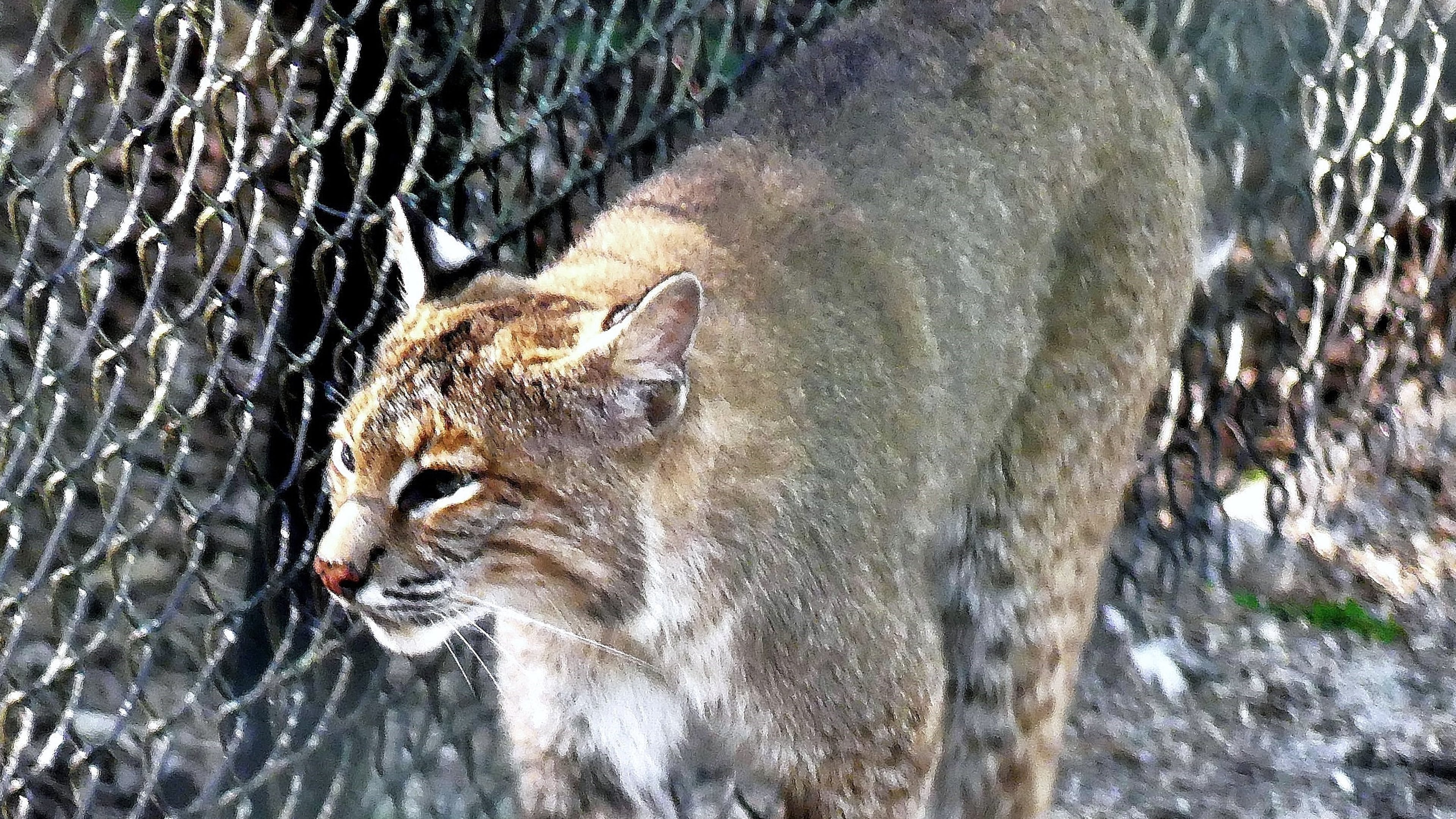 A captive bobcat walks along the fence inside a Florida zoo. Bobcats are widespread in Georgia but are rarely seen in the wild because of their highly elusive nature. (Courtesy of Charles Seabrook)