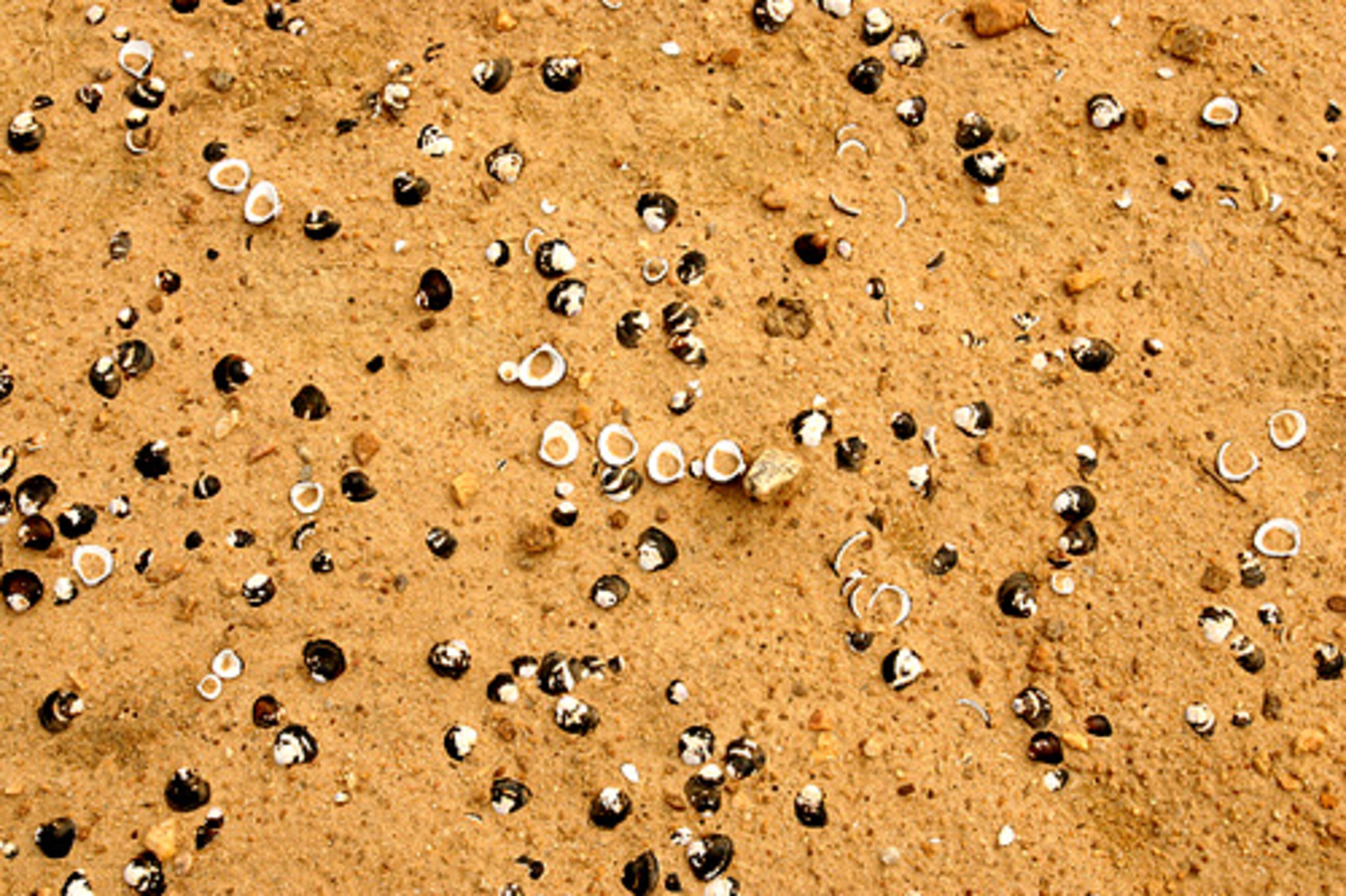 Mussels shells in the dry sand of the George Sparks Reservoir.