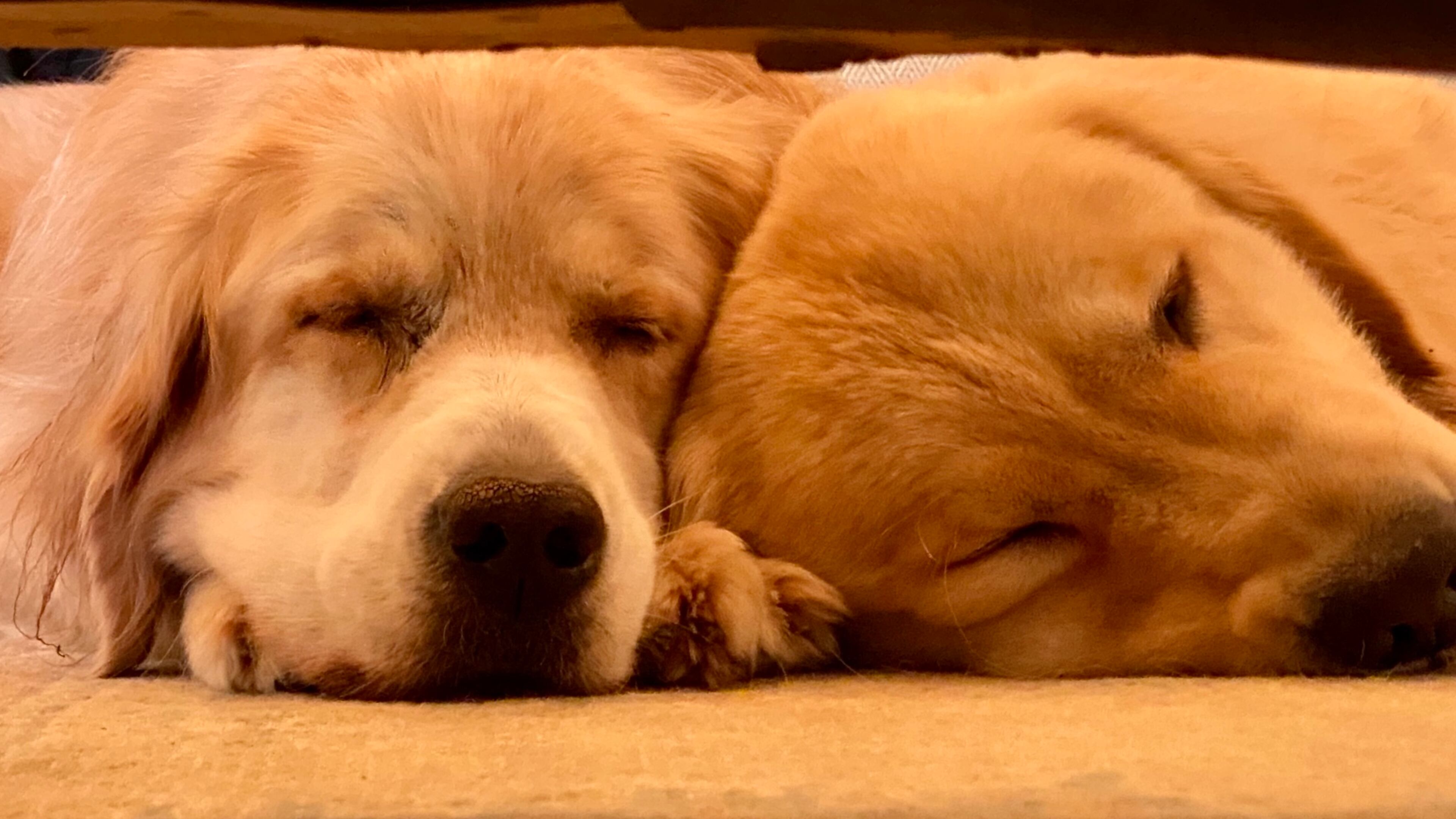 Paul Marshall submitted this photo he called "Young and old exhausted after a long day."