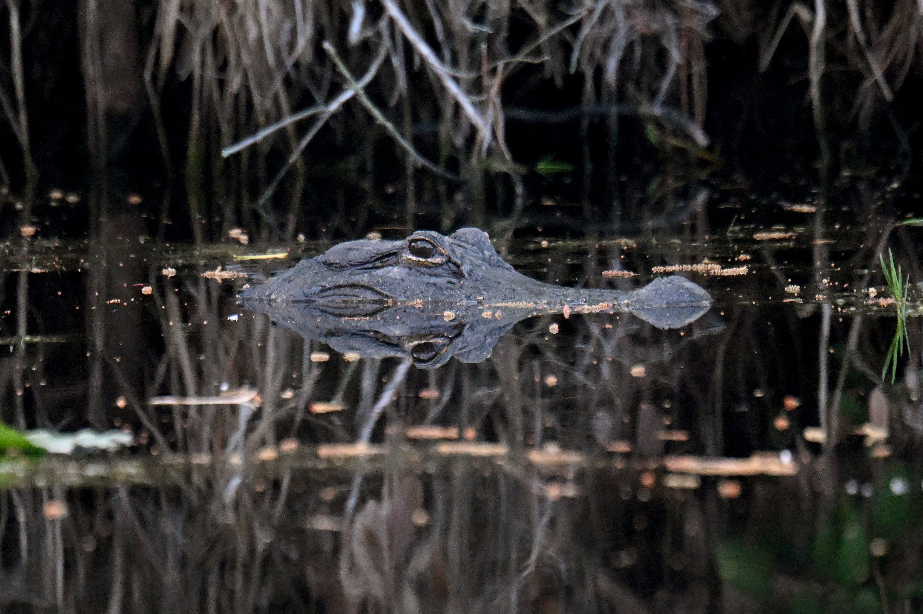 Okefenokee fight