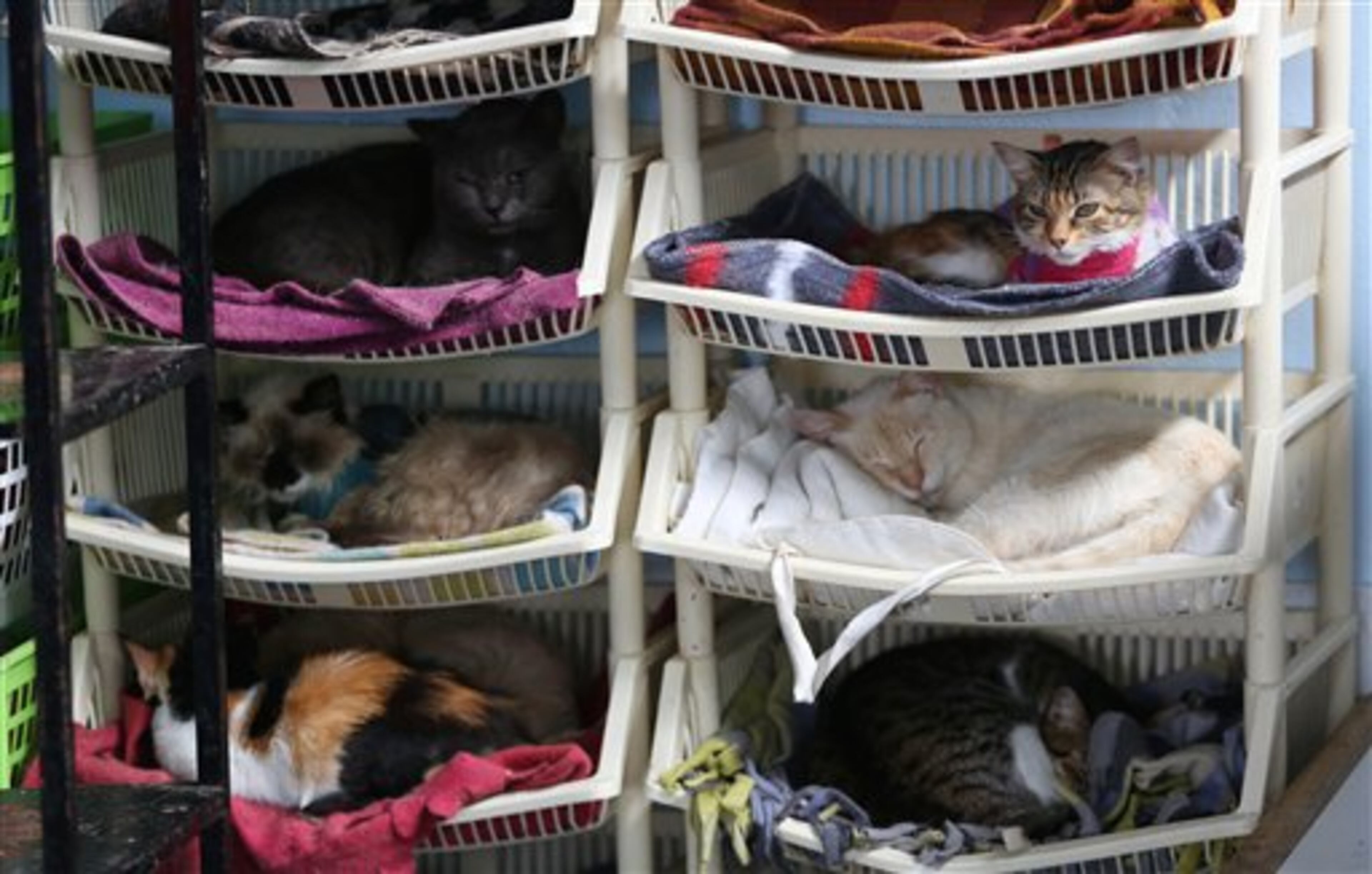 In this Aug. 2, 2014 photo, a group of sick cats rest in Maria Torero's hospice for felines suffering from Leukemia, at her home in Lima, Peru. She estimates she spends about $1,785 a month to care for them, half of that from donations and the other half from her job as a private nurse. (AP Photo/Martin Mejia)