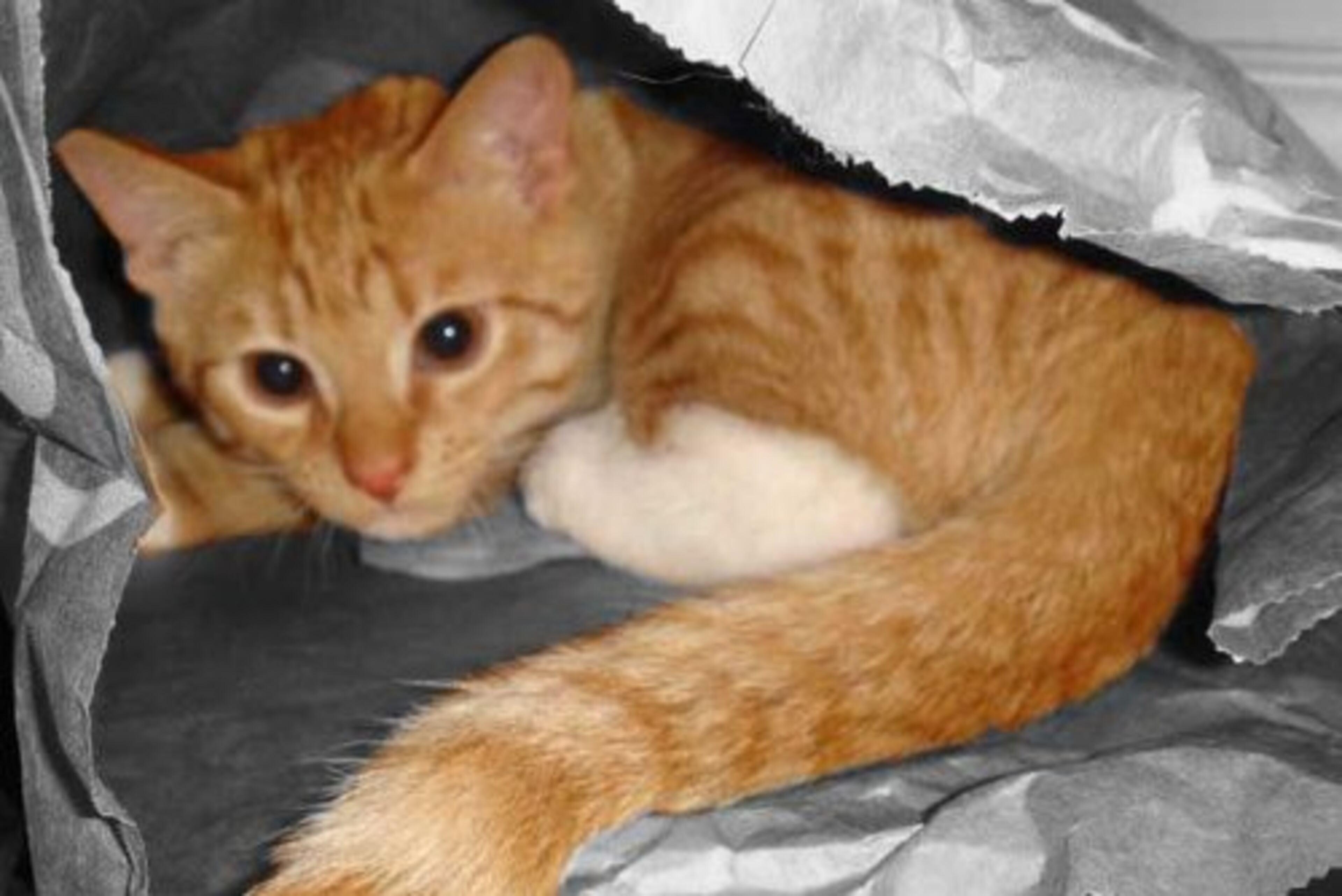 Rico, my 4-month old Tabby, takes cover inside a paper lunch bag.