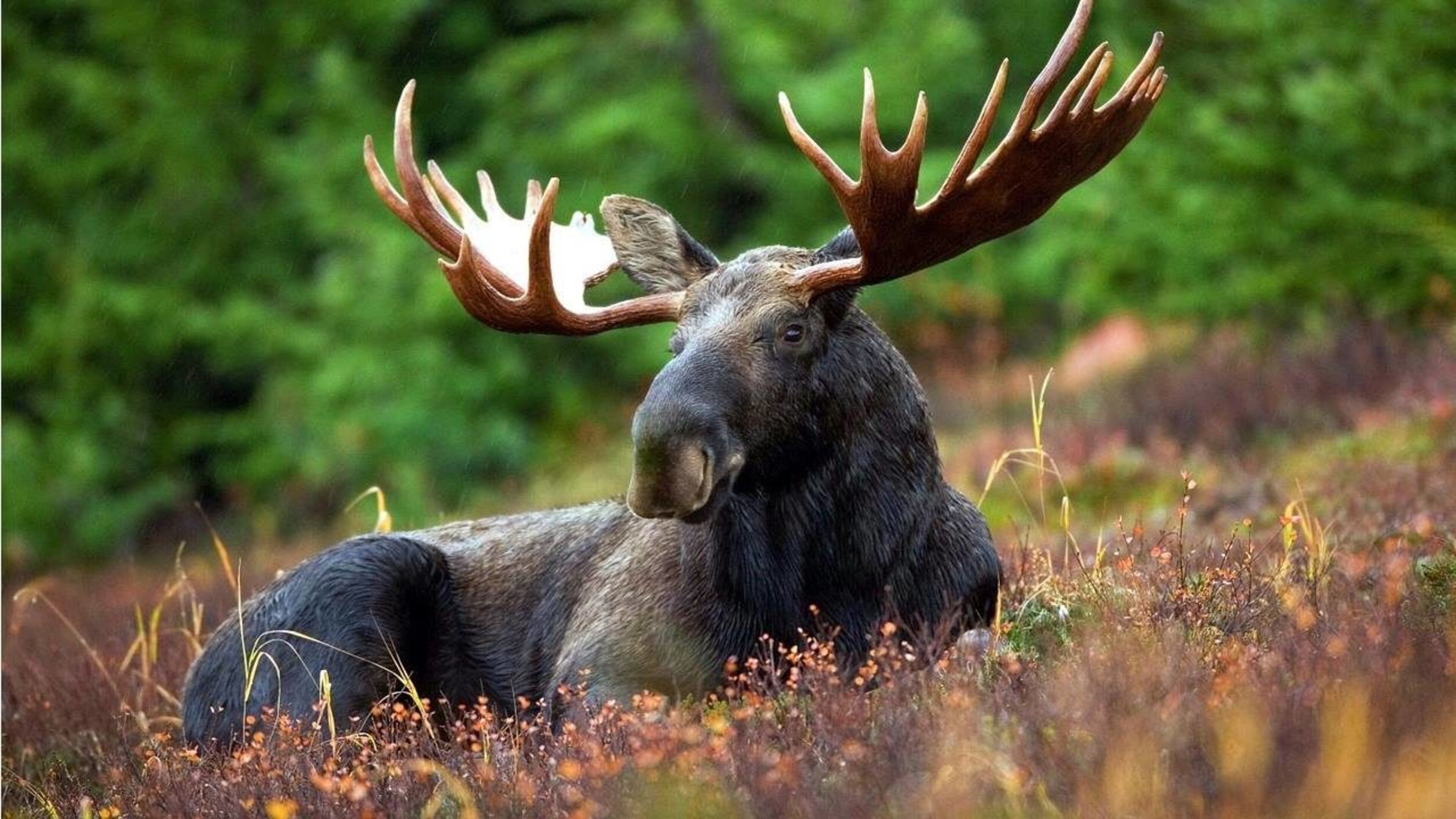 Two people were hurt when a Dodge Neon collided with a moose Sunday night in northern Minnesota.