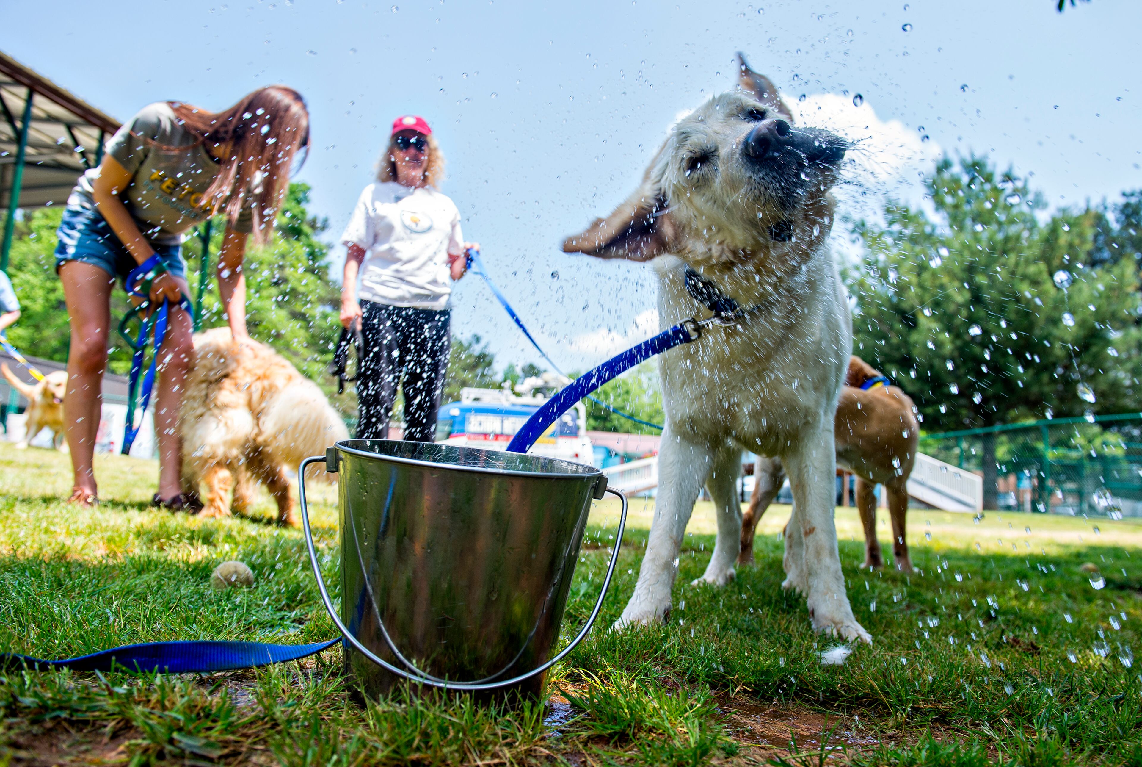 May 10, 2015 Alpharetta - Yankee Doodle (right) shakes water off of his face after dipping his head in a bucket at the Pet Lodge pet resort in Alpharetta on Sunday, May 10, 2015. Yankee Doodle is one of 36 golden retrievers from Istanbul, Turkey that Adopt a Golden Atlanta has brought to Atlanta in the largest rescue of golden retrievers internationally. The 36 dogs are either from shelters or are street dogs, and range in age from six months to 10 years. JONATHAN PHILLIPS / SPECIAL
