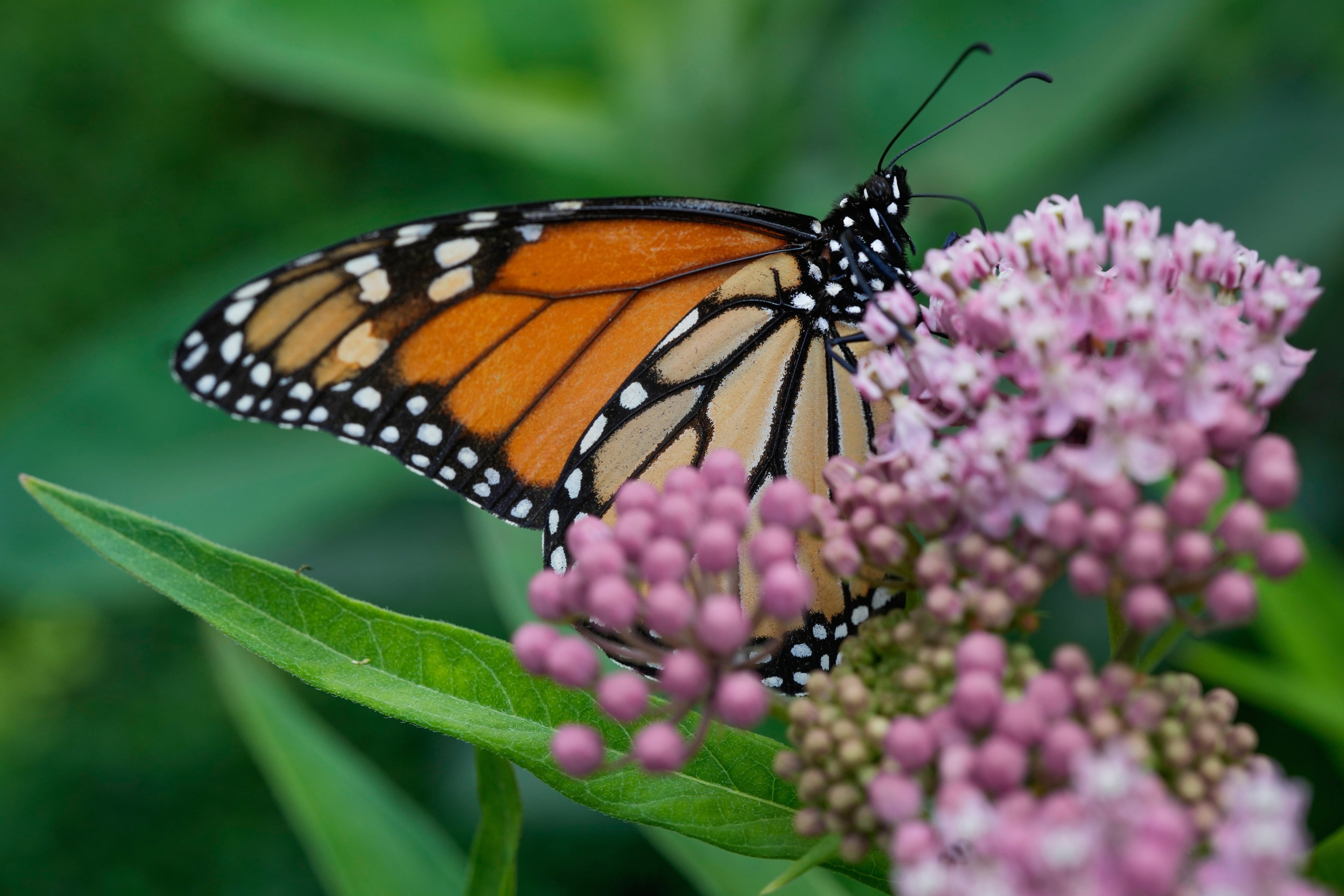A monarch butterfly feeds on milkweed Tuesday, July 15, 2025, in Chicago. (Erin Hooley/AP)