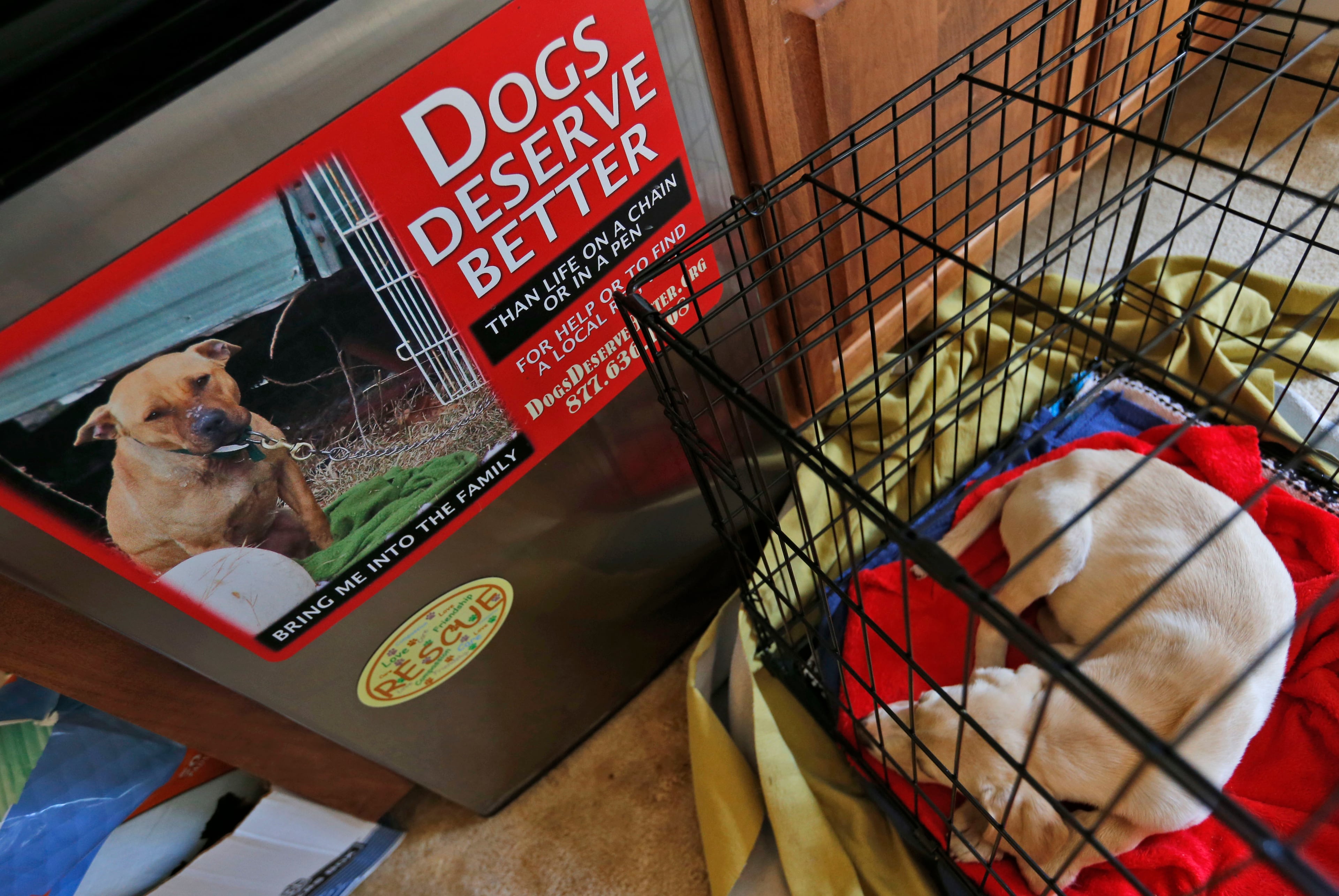 In this June 15, 2015, photo, stitch lays in his crate in an office at the Good Newz Rehab Center, the former home of NFL football quarterback Michael Vick's Bad Newz kennel in Smithfield, Va. The former Atlanta Falcons star quarterback served an 18-month federal prison sentence for running a dogfighting ring. (AP Photo/Steve Helber)