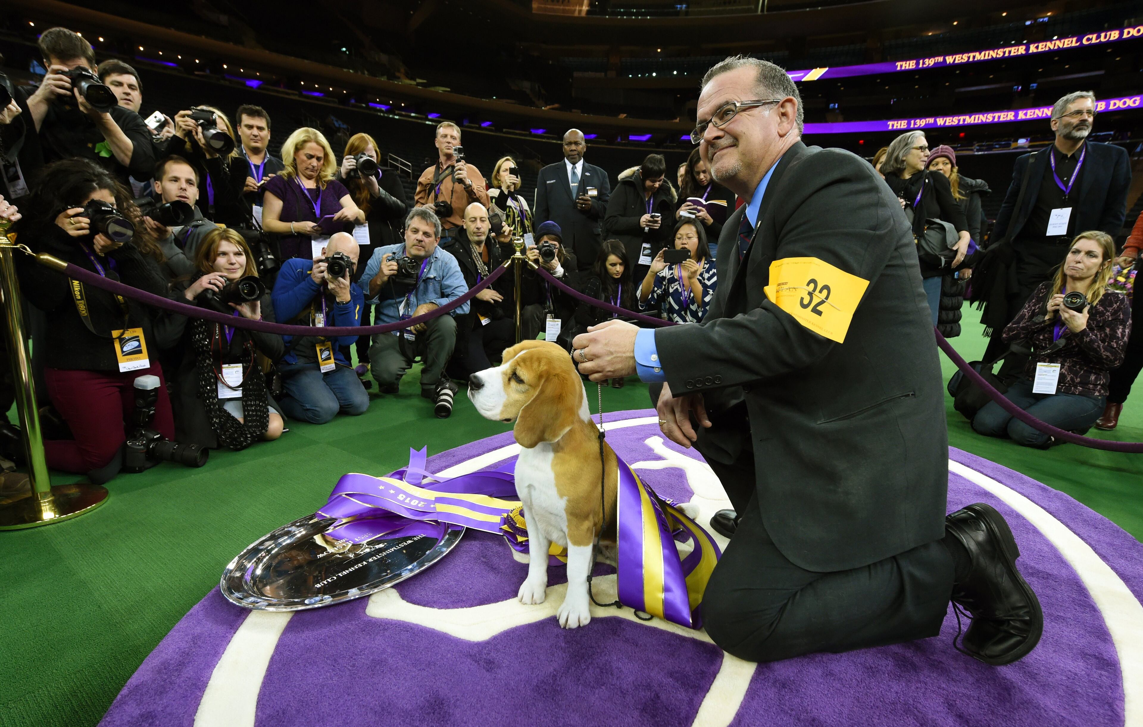 Miss P, a 15 inch Beagle with handler William Alexander, looks on after winning the "best in show" of the 139th Annual Westminster Kennel Club Dog Show at Madison Square Garden in New York on February 17, 2015. The Westminster Kennel Club Dog Show is a two-day, all-breed benched show that takes place at both Pier 92 & 94 and at Madison Square Garden. AFP PHOTO/ TIMOTHY A. CLARY (Photo credit should read TIMOTHY A. CLARY/AFP/Getty Images)