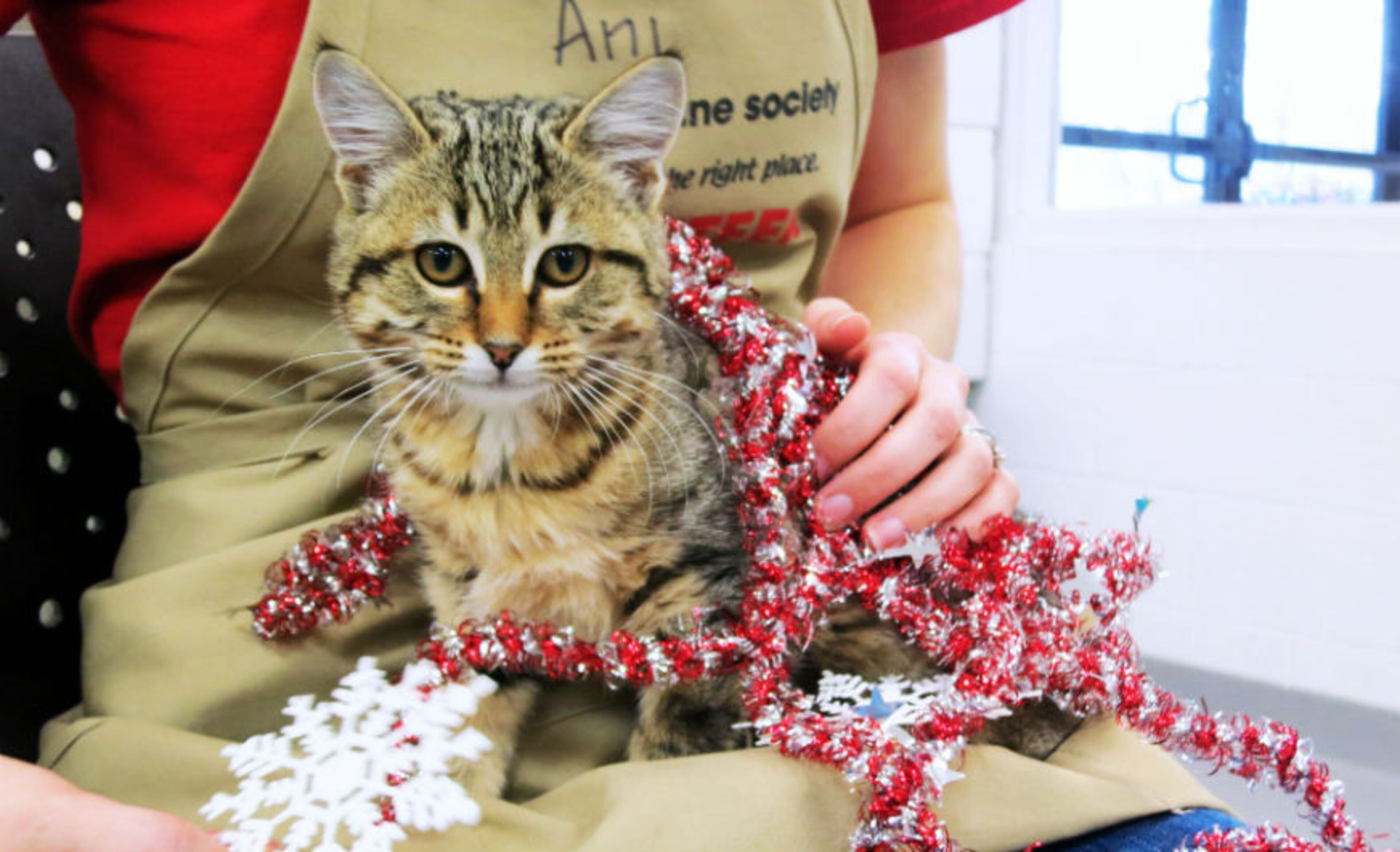 Give an animal a loving home this holiday. Penelope is available for adoption at the Howell Mill location of the Atlanta Humane Society. Atlanta Humane Society places approximately 8,000 animals into forever homes each year. For additional information, please email contact@atlantahumane.org.