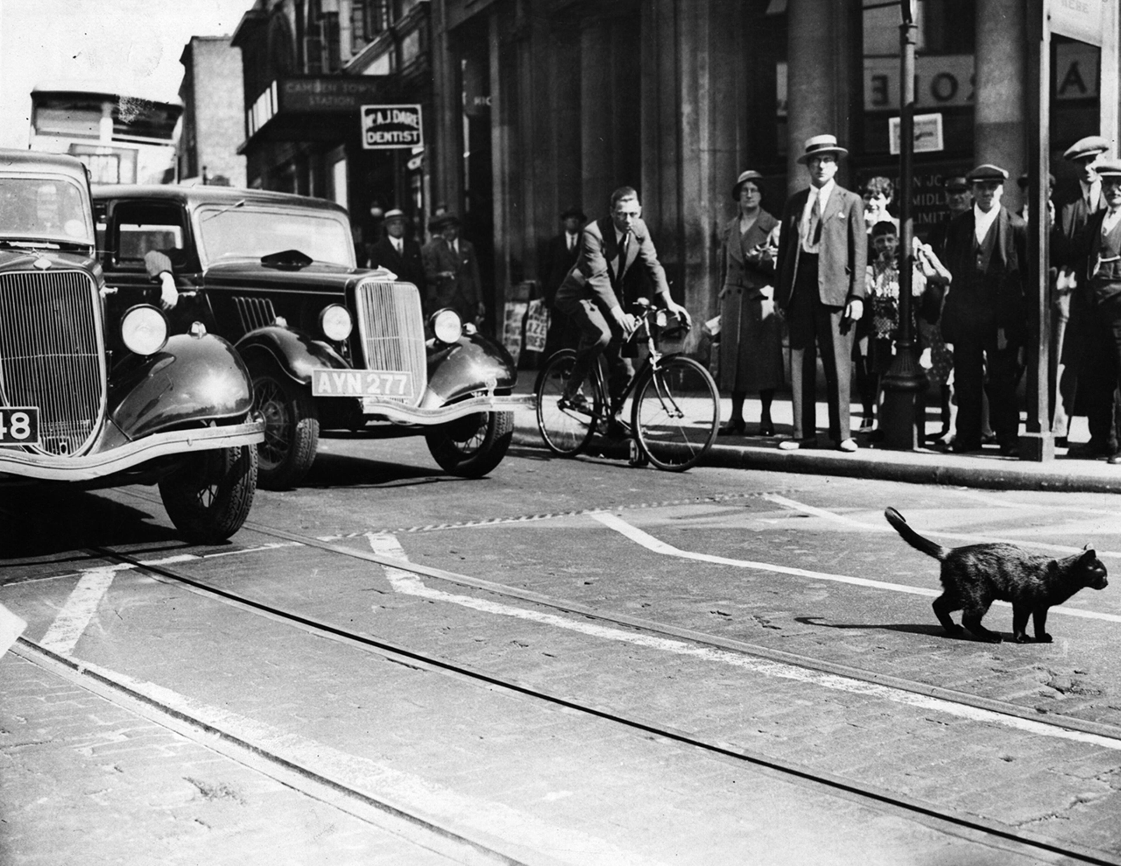 20th July 1934: A black cat crosses the road and in the process holds-up the traffic. (Photo by Fox Photos/Getty Images)