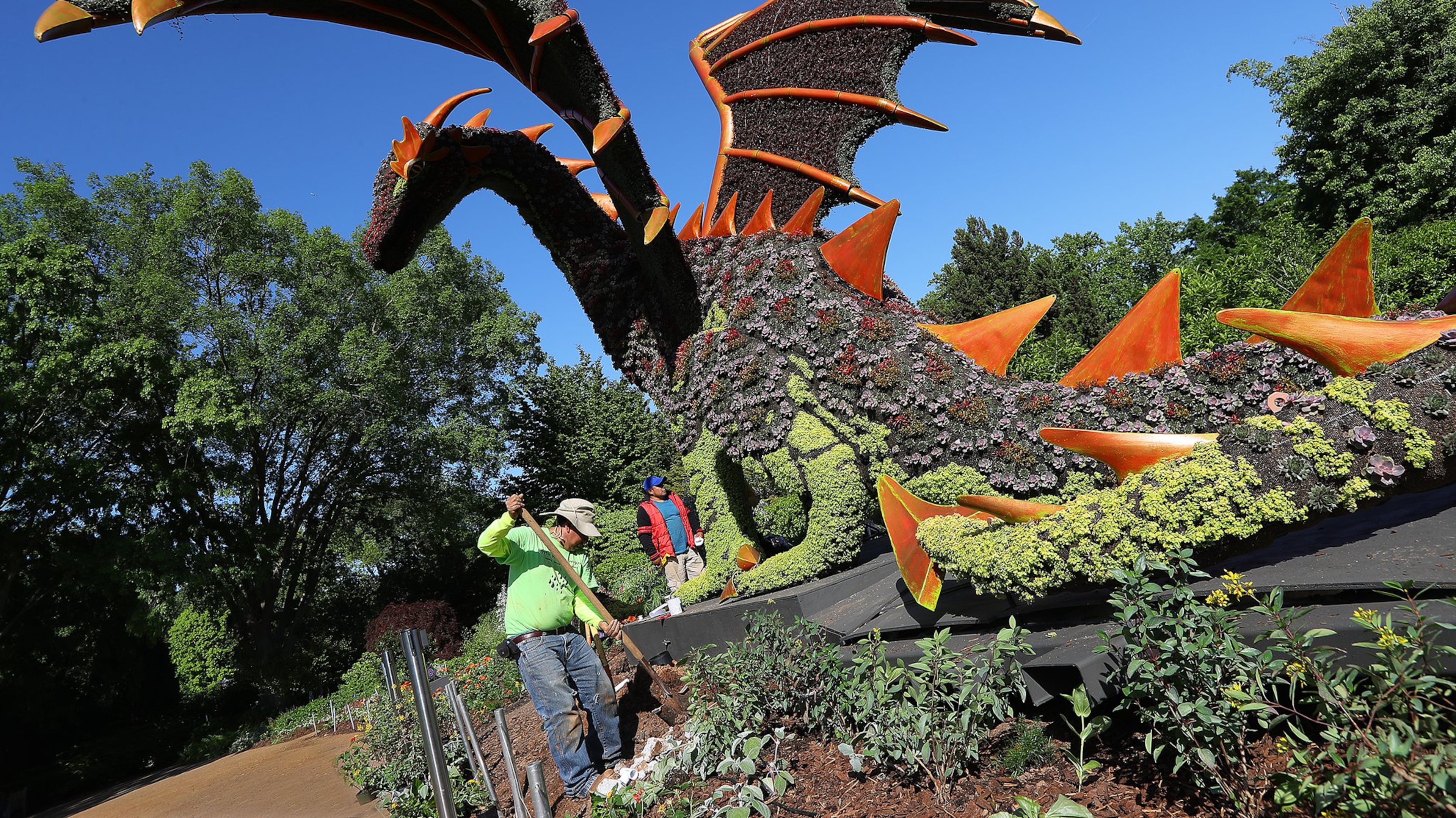 Workers put the finishing touch on the Sleeping Princess and Dragon sculpture, one of the delicate works of art in Imaginary Worlds at Atlanta Botanical Gardens. Curtis Compton/ccompton@ajc.com