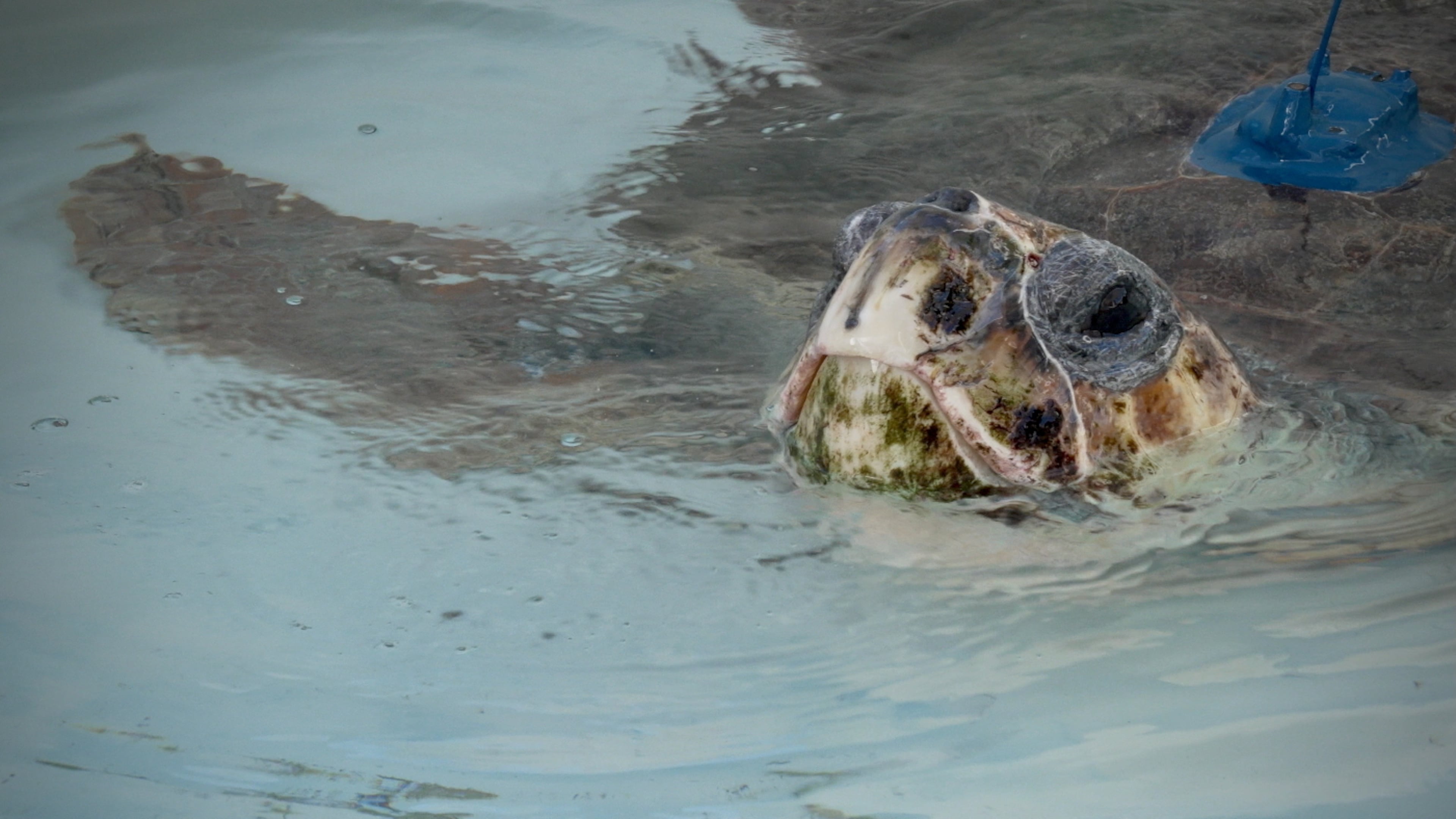 A loggerhead sea turtle named Pyari is seen swimming in a tank shortly before its release in Juno Beach, Fla., on Wednesday, Jan. 28, 2026. (AP Photo/Cody Jackson)