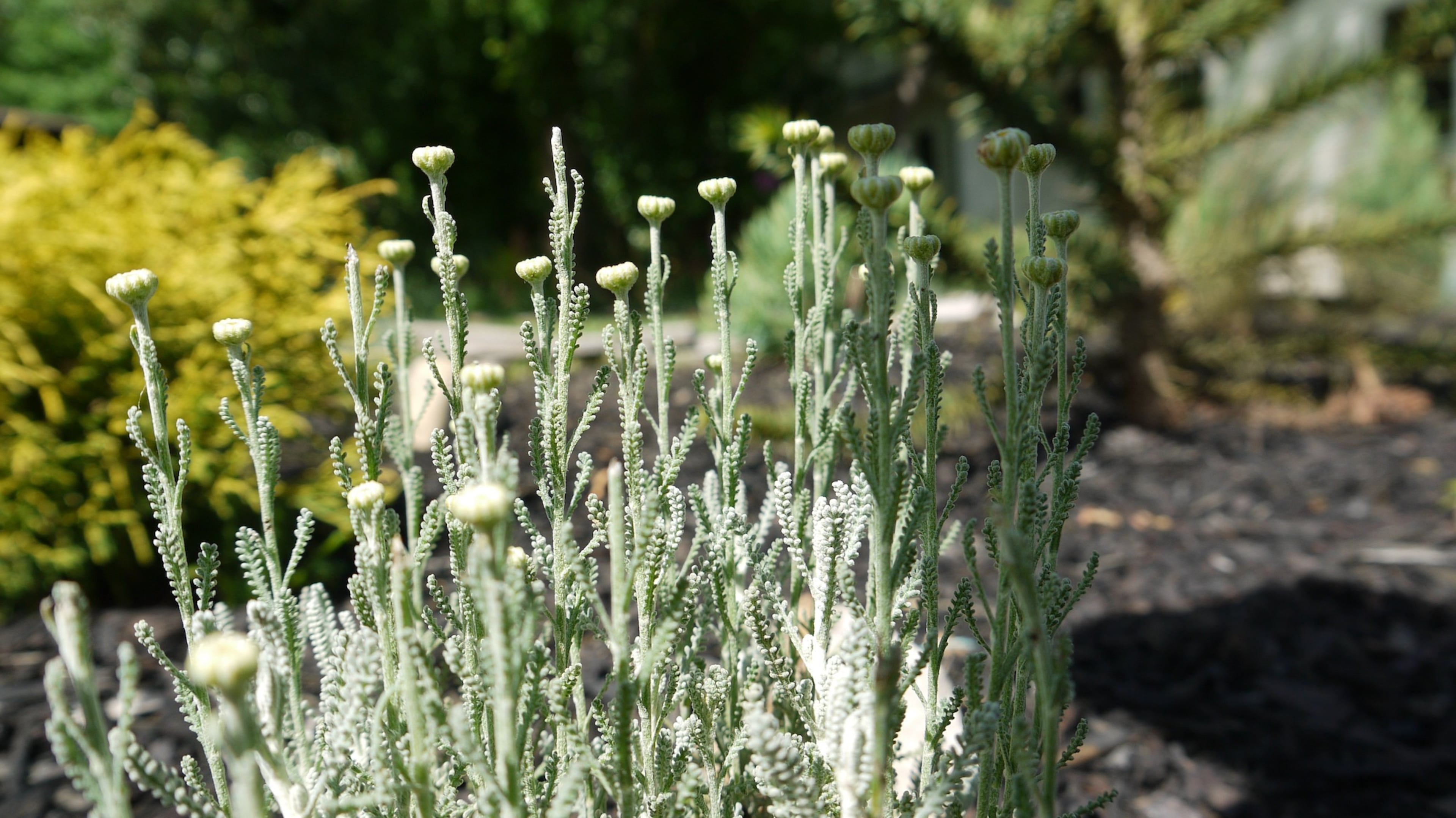 Lavender cotton grows at the Kai Garden. (Courtesy of Eric Mack)