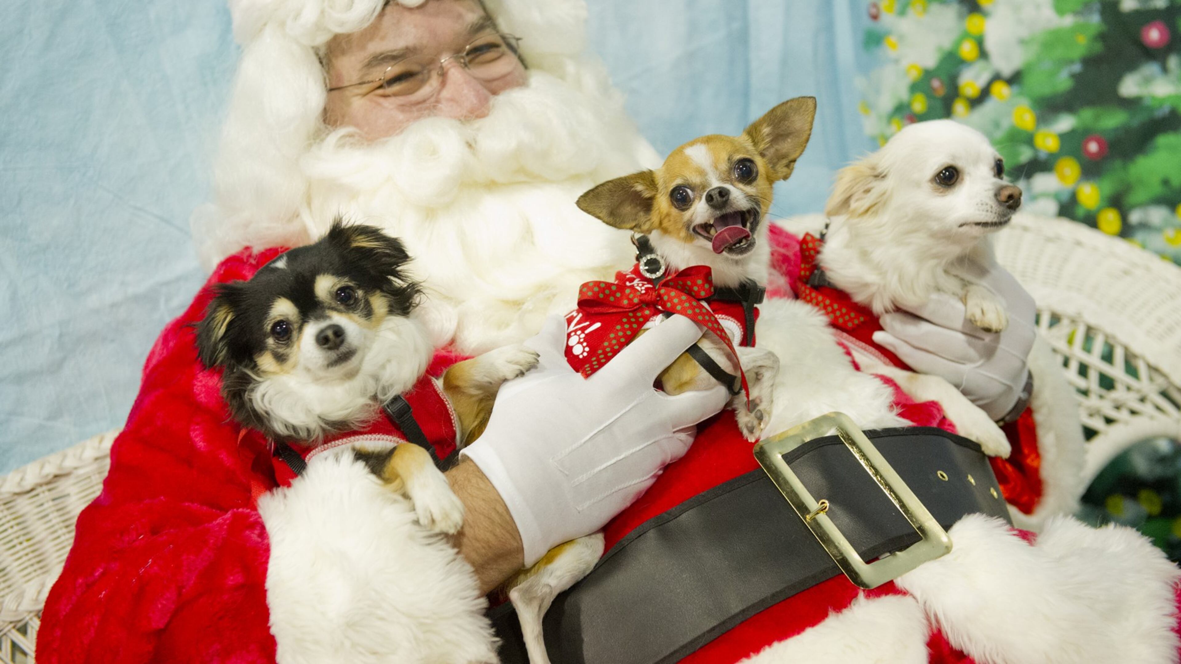 Pets can take their picture with Santa today at the PB Outlets. Jonathan Phillips Special