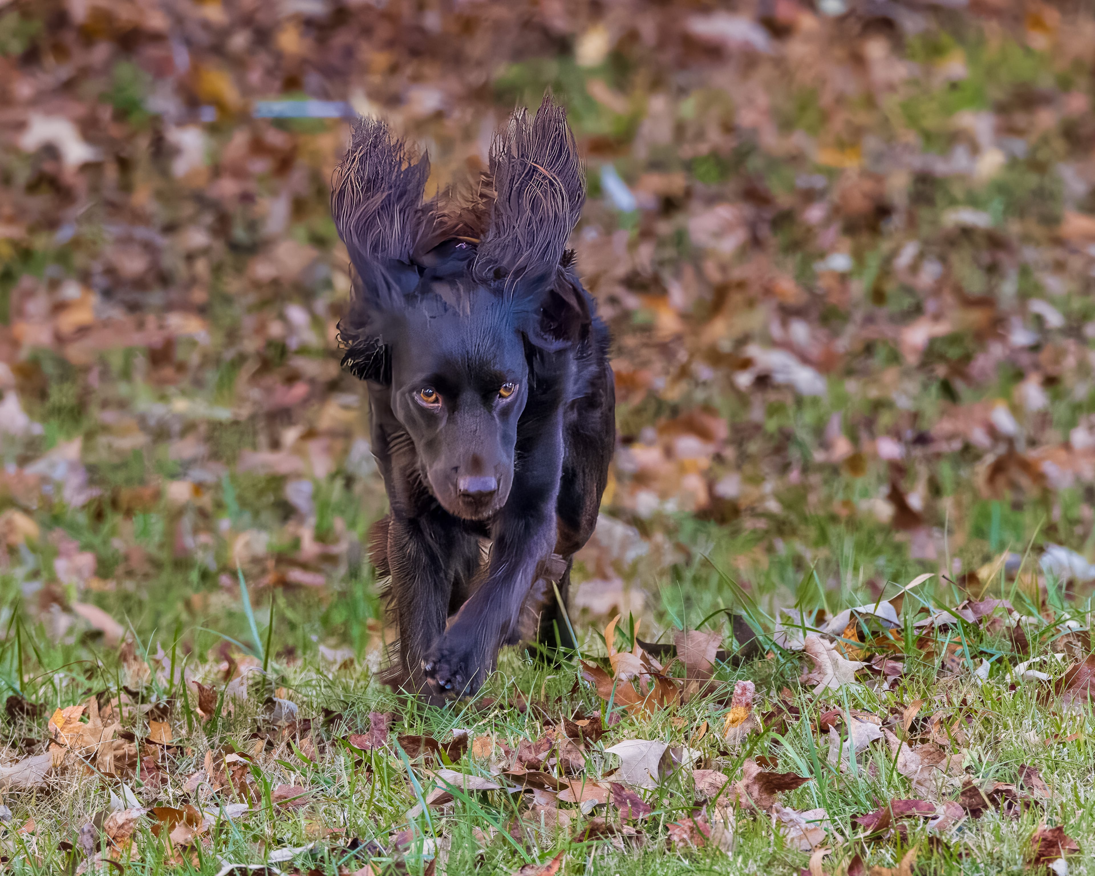 Daisy, a Boykin Spaniel from Brooks, Georgia, belongs to AJC subscribers Patty and Neal McEwan. (Courtesy photos)