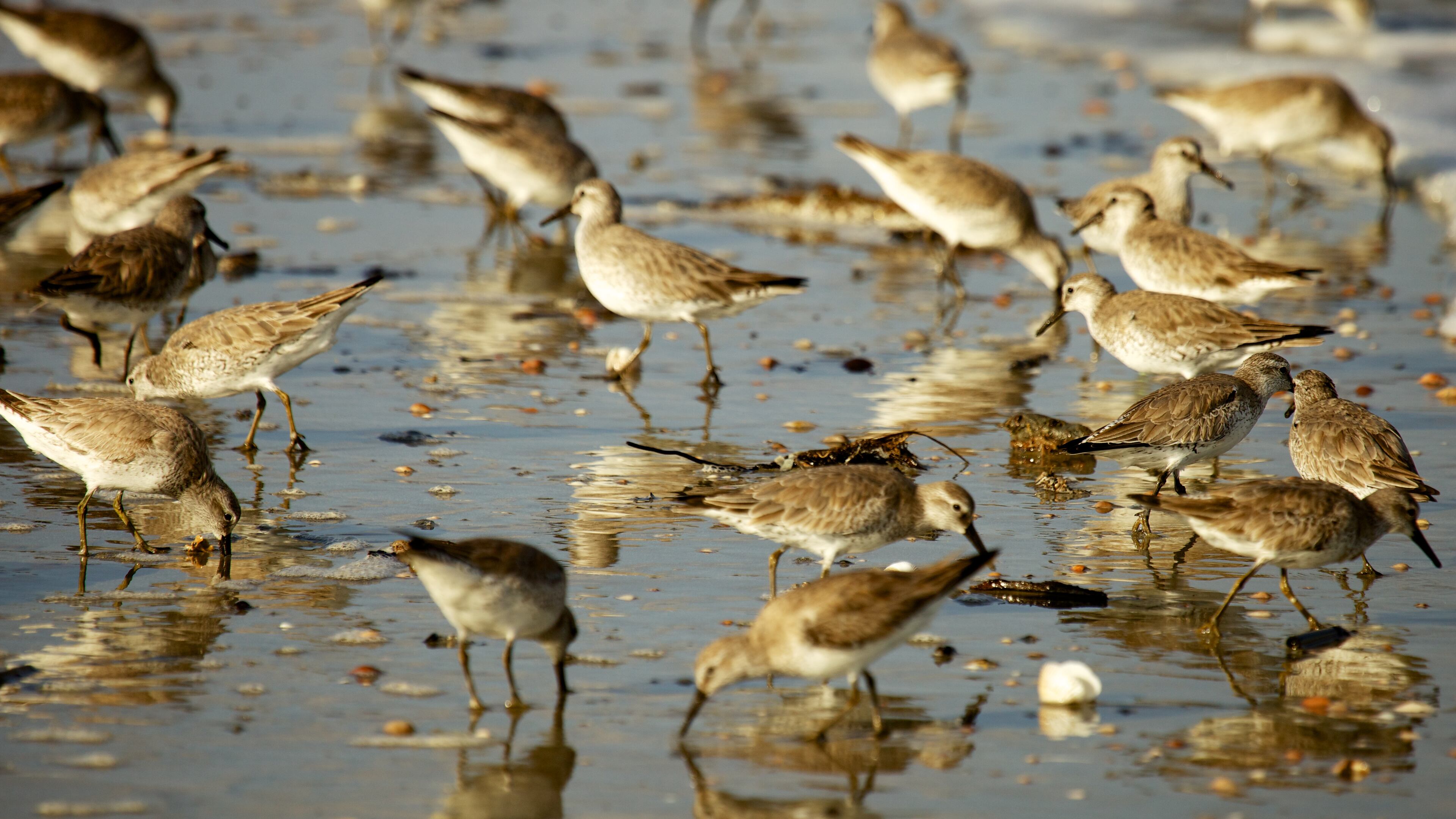 Here are some more photos of Little St. Simons Island. They were taken by Britt Brown, Naturalist with The Lodge on Little St. Simons Island. http://brittleebrown.wix.com/photography