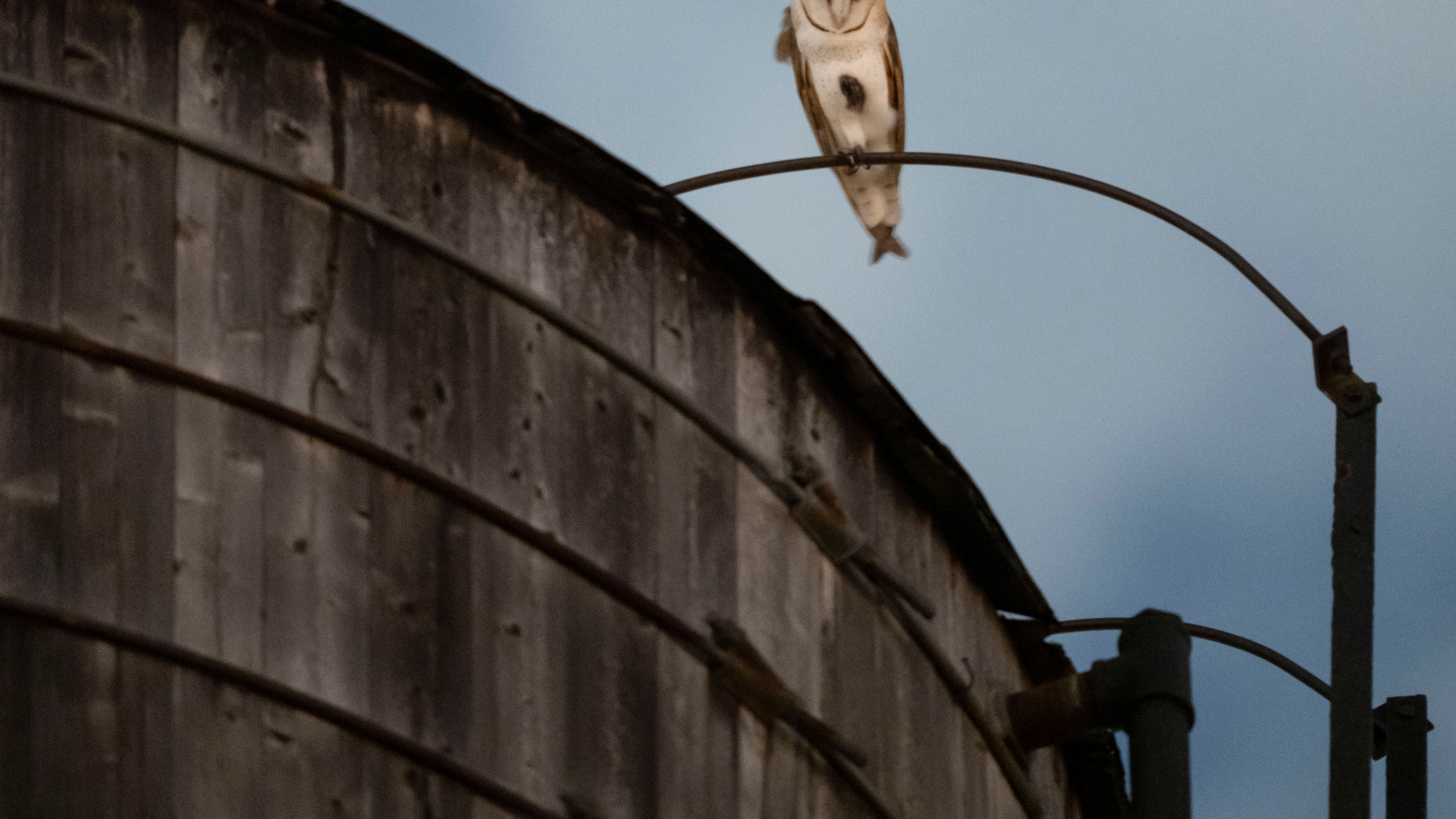 An American Barn Owl sits perched on a water tower on the Upper West Side neighborhood, Wednesday, Oct. 14, 2026, in New York. (AP Photo/Yuki Iwamura)