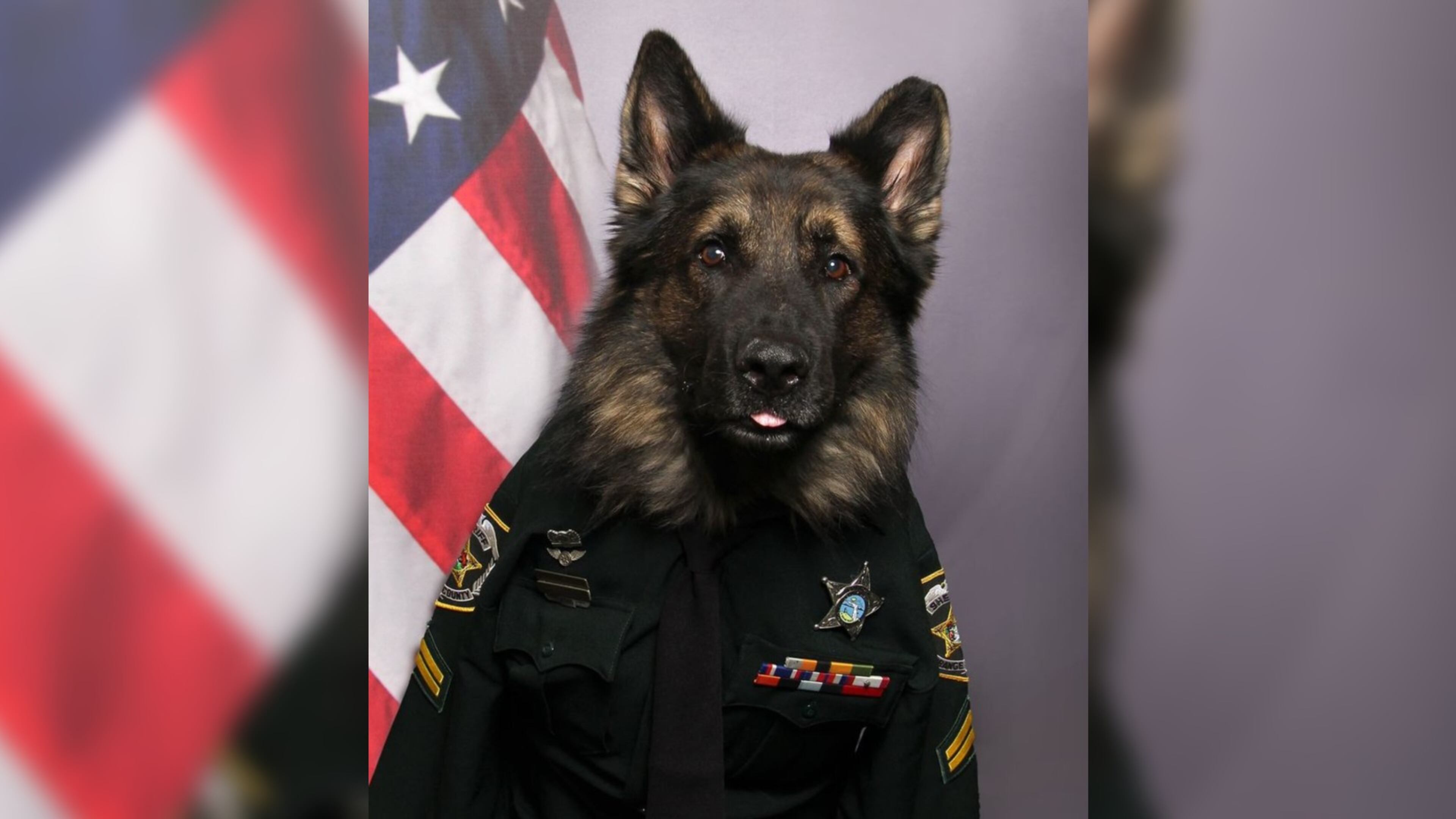 K-9 Chico poses for his ID photo at the Orange County Sheriff's Office in Florida.
