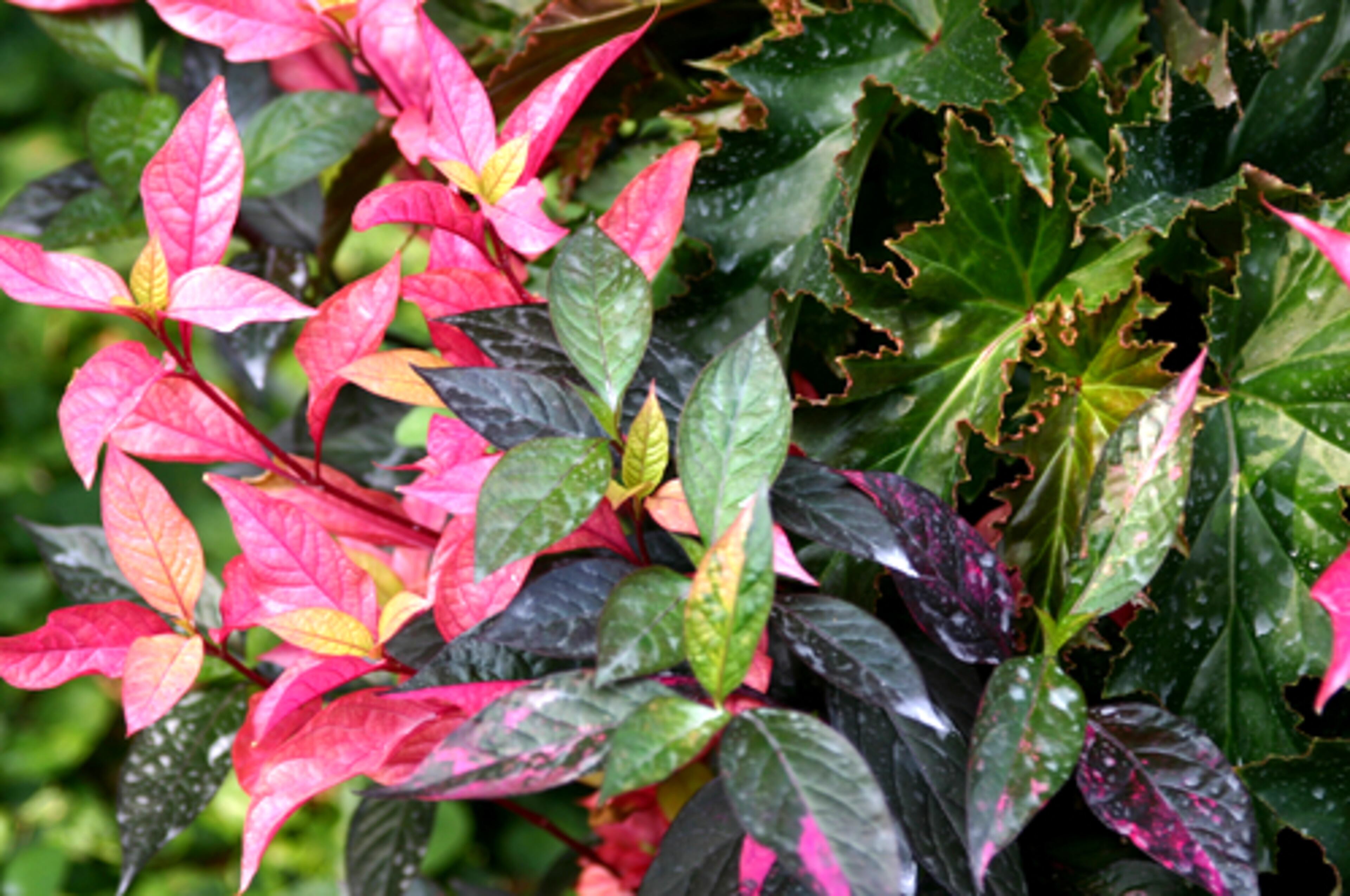 For striking foliage in the shade, Alternanthera is hard to beat. Selections like 'Party Time' with shocking pink and green leaves or 'Grenadine' with burgundy foliage and hot pink veins, look good with impatiens, angel wing begonias and caladiums.