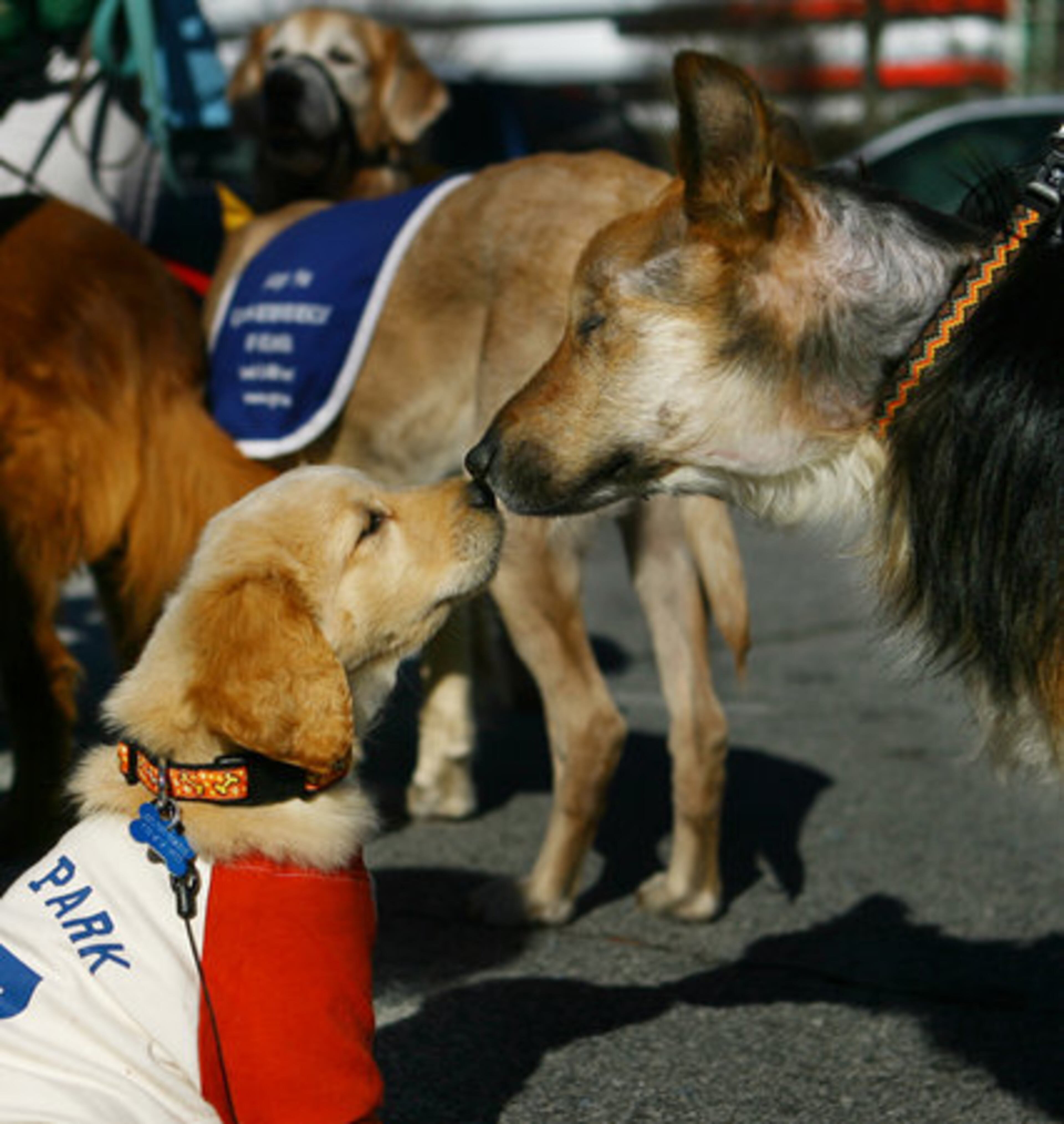 J.B. (left) a golden retriever puppy owned by Debbie Glover of Rutledge, makes friends with Murphy (right). Murphy was proclaimed an honorary golden retriever and marched in the Chick-fil-A Bowl parade in downtown Atlanta.