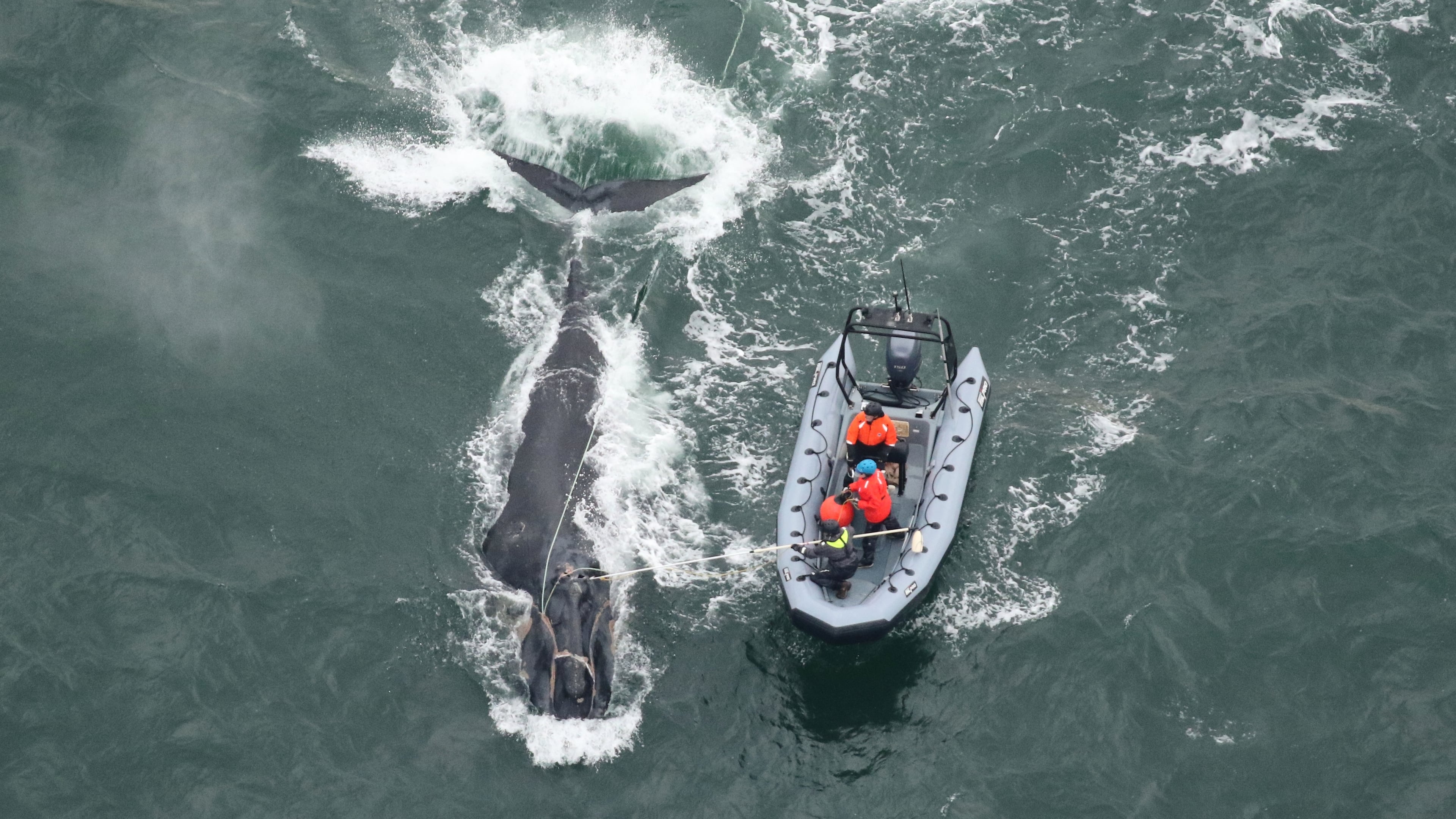 Georgia and Florida wildlife officials work to disentangle right whale No. 5217, called Division, off St. Simons Island on Dec. 4. (Courtesy o Clearwater Marine Aquarium Research Institute)