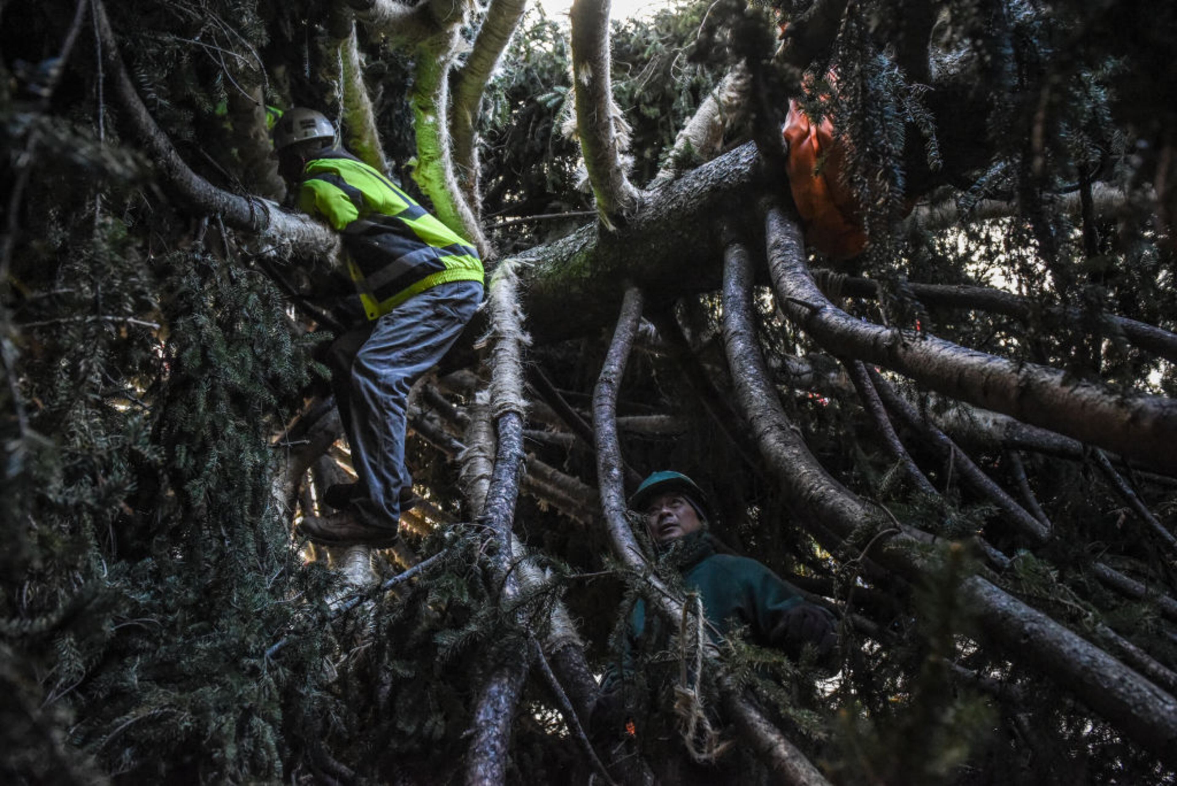 NEW YORK, NY - NOVEMBER 11: Workers climb inside the Rockefeller Center tree during its installation on November 11, 2017 in New York City. The 75-foot Norway Spruce from State College, Pennsylvania will become the 86th Christmas tree to grace the plaza. (Photo by Stephanie Keith/Getty Images)