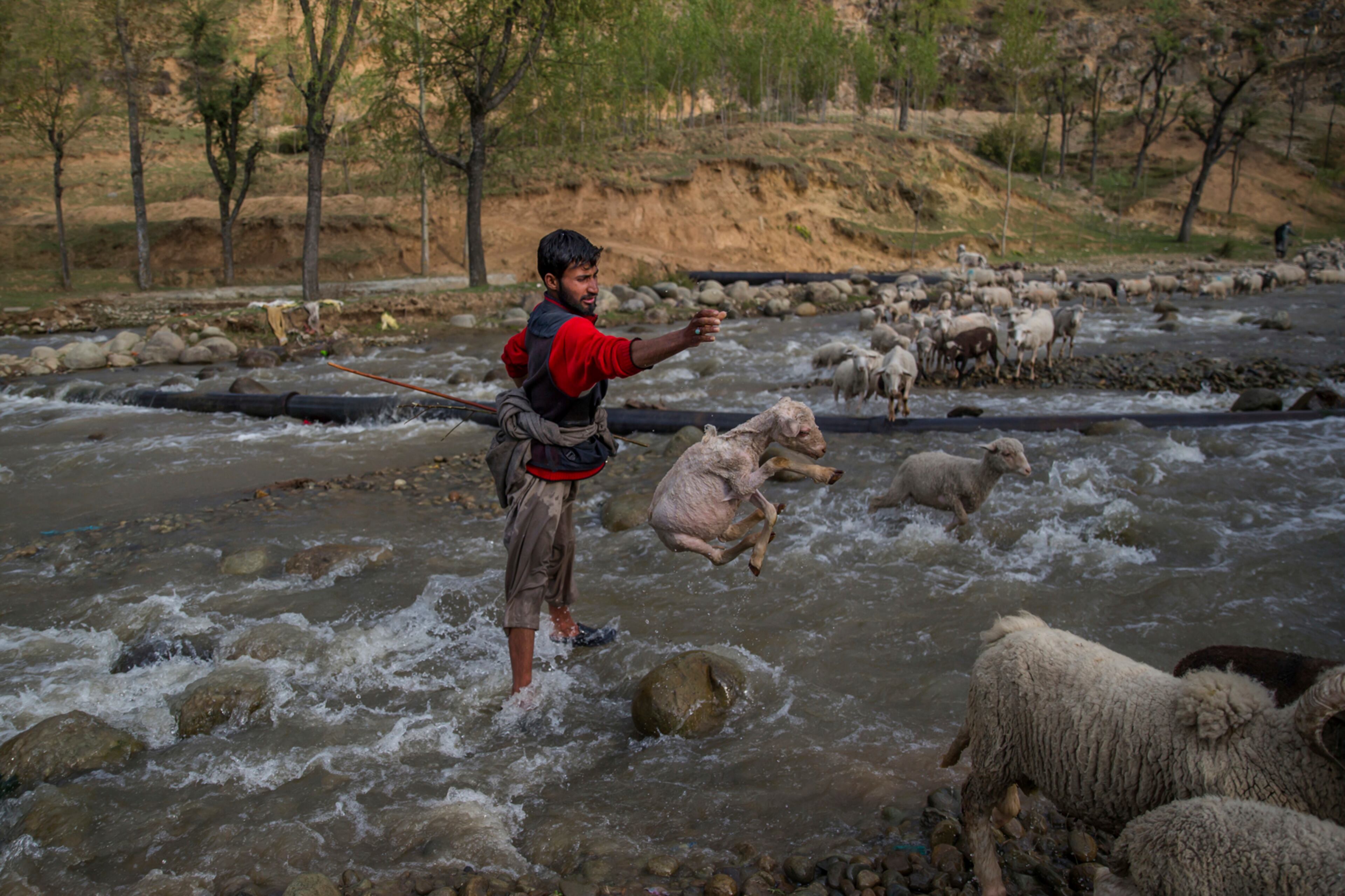 A Kashmiri shepherd tosses a lamb after rescuing it from being washed away while crossing a stream with his flock, in Harshan village 35 Kilometers (22 miles) north of Srinagar, Indian controlled Kashmir, Tuesday, April 18, 2017. With its sufficient pasture lands, sheep rearing is popular in the state of Jammu and Kashmir. (AP Photo/Dar Yasin)