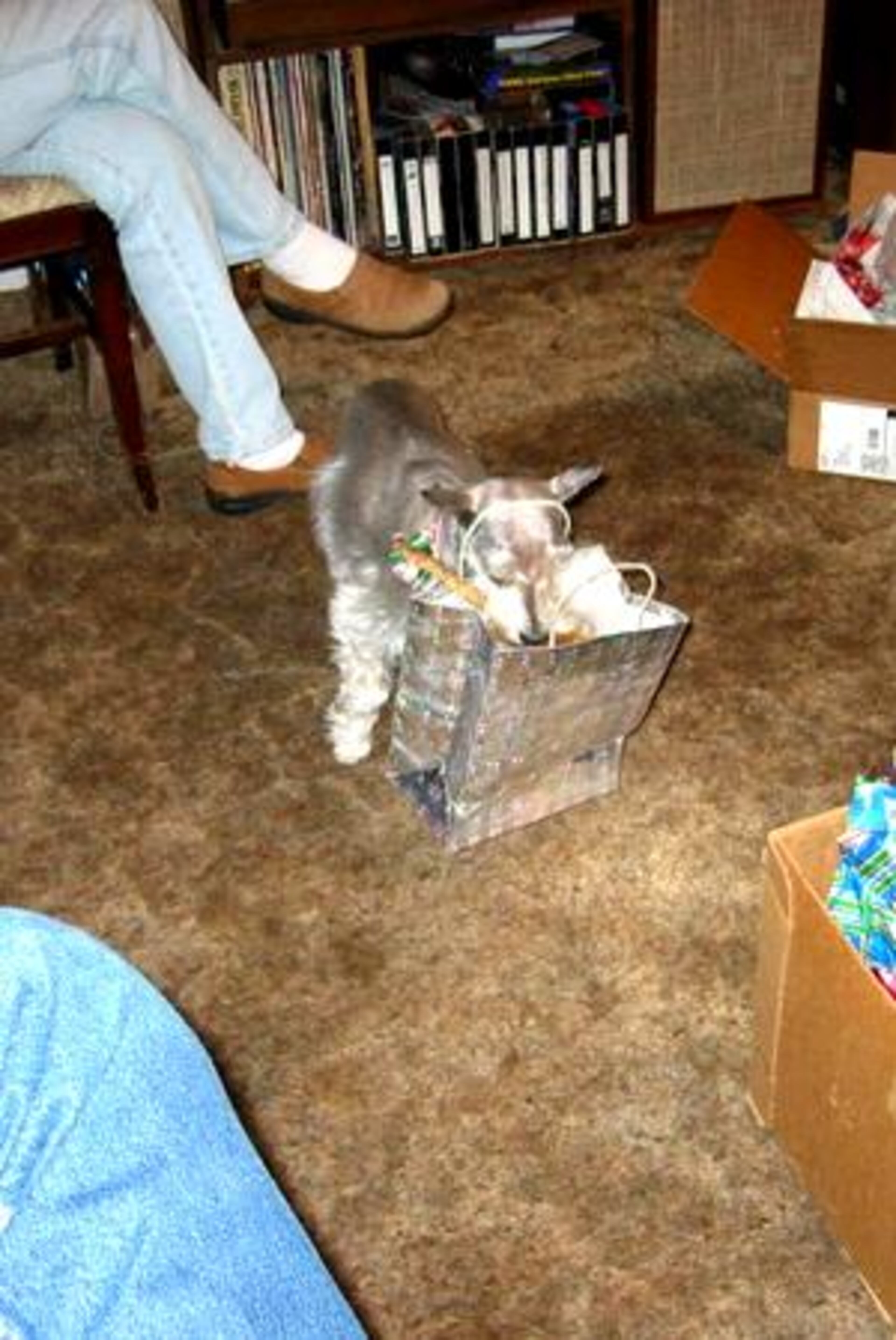 Miss Curious Angel searches for goodies.