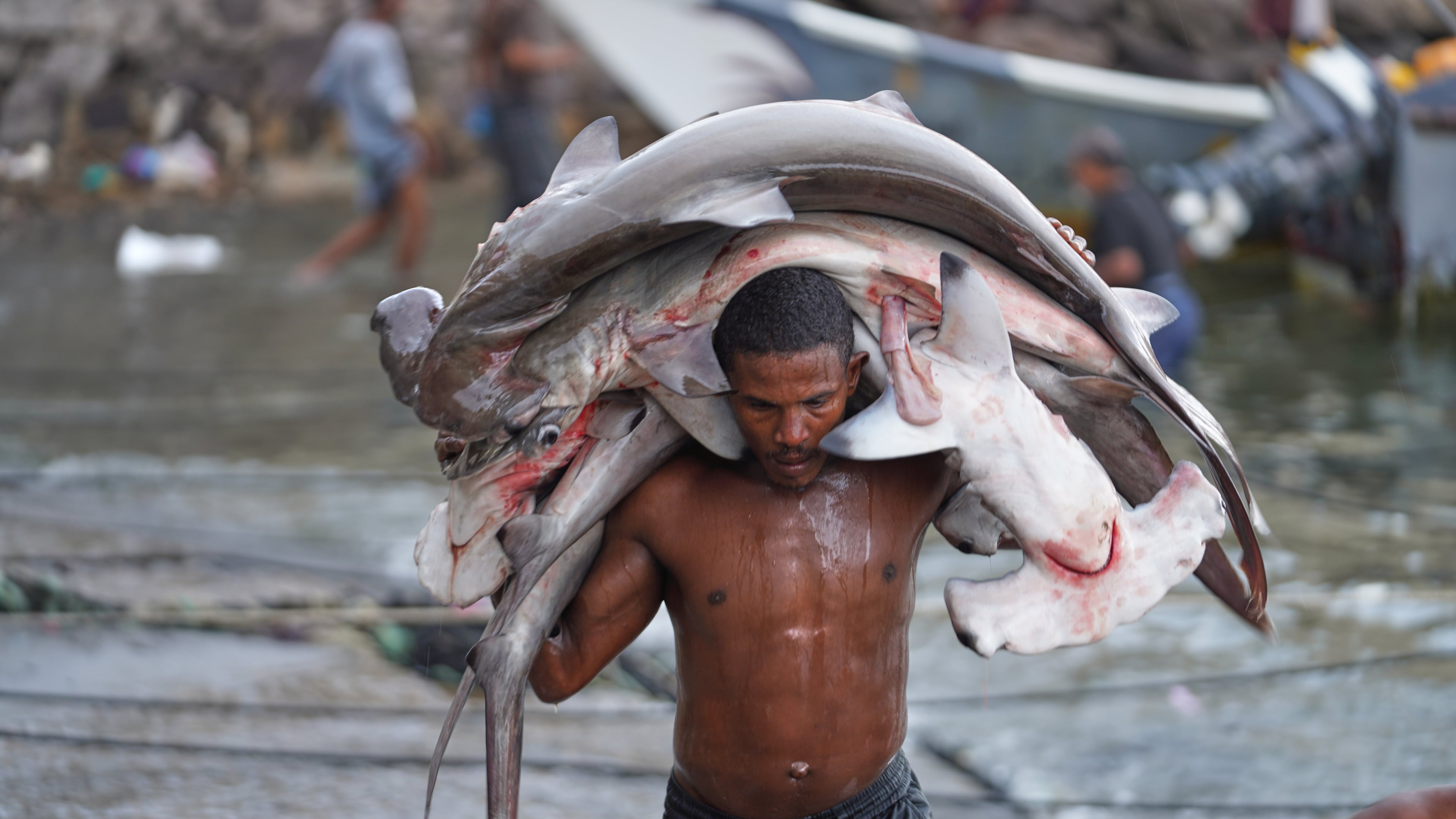 A fisherman carries his catch, including hammerhead sharks, ashore at the Sirah fish market in Aden, Yemen, Tuesday, Sept. 15, 2026. (AP Photo/Abdulnasser Alseddik)