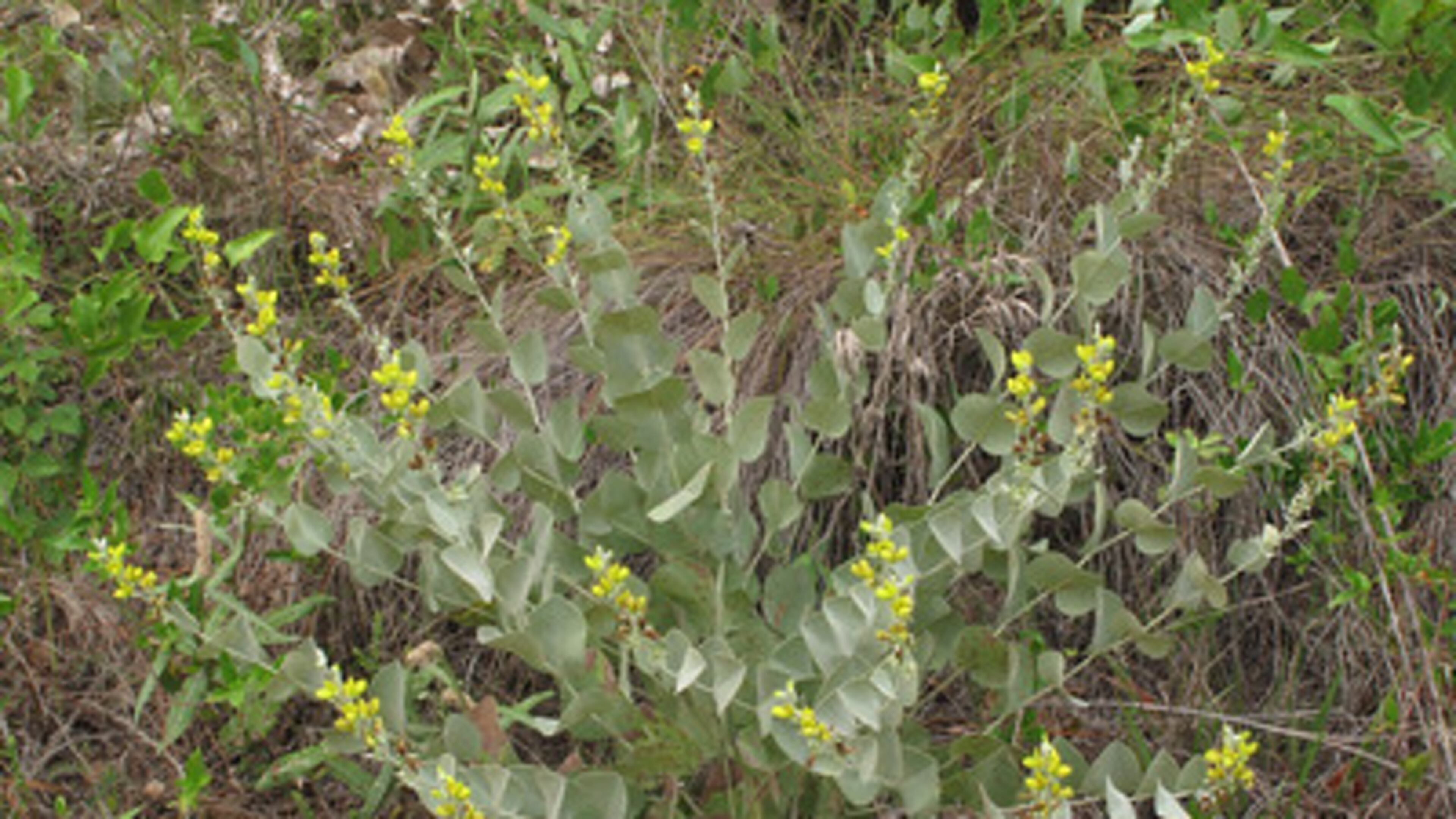 Hairy Rattleweed is one of the state’s rarest plants. It will be protected and restored through a recent land conservation effort in Wayne and Brantley counties.