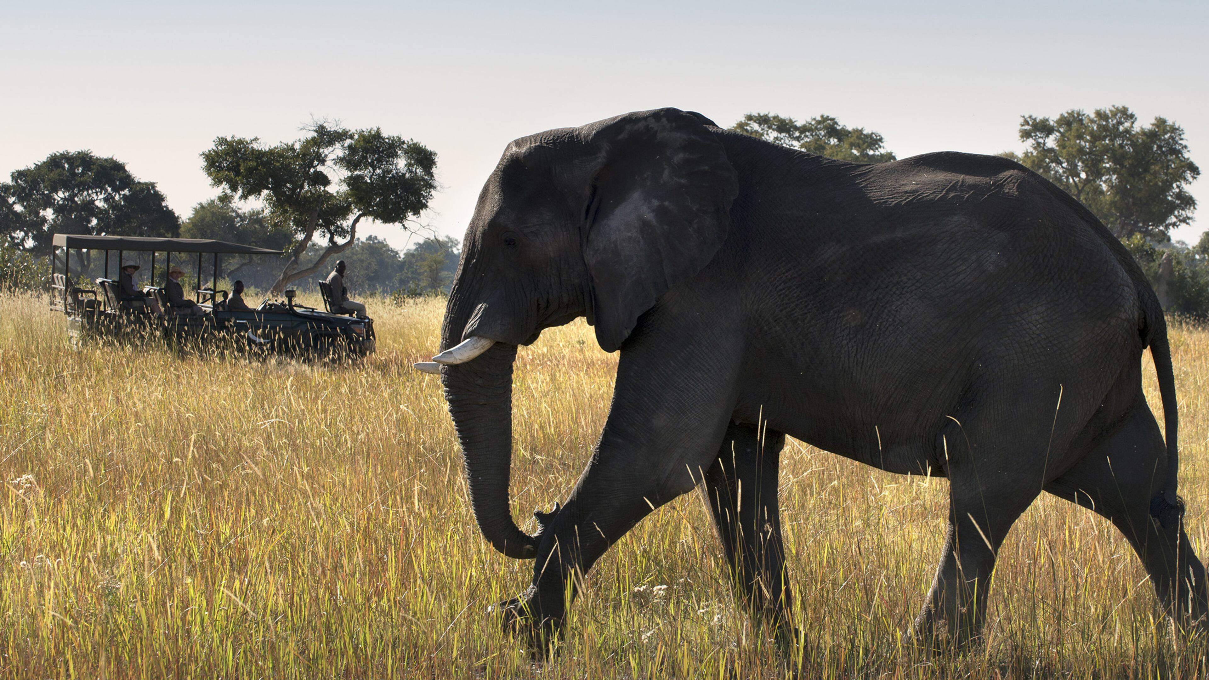 An elephant spotted from the Xaranna Okavango Delta Camp Game Drive. (andBeyond)