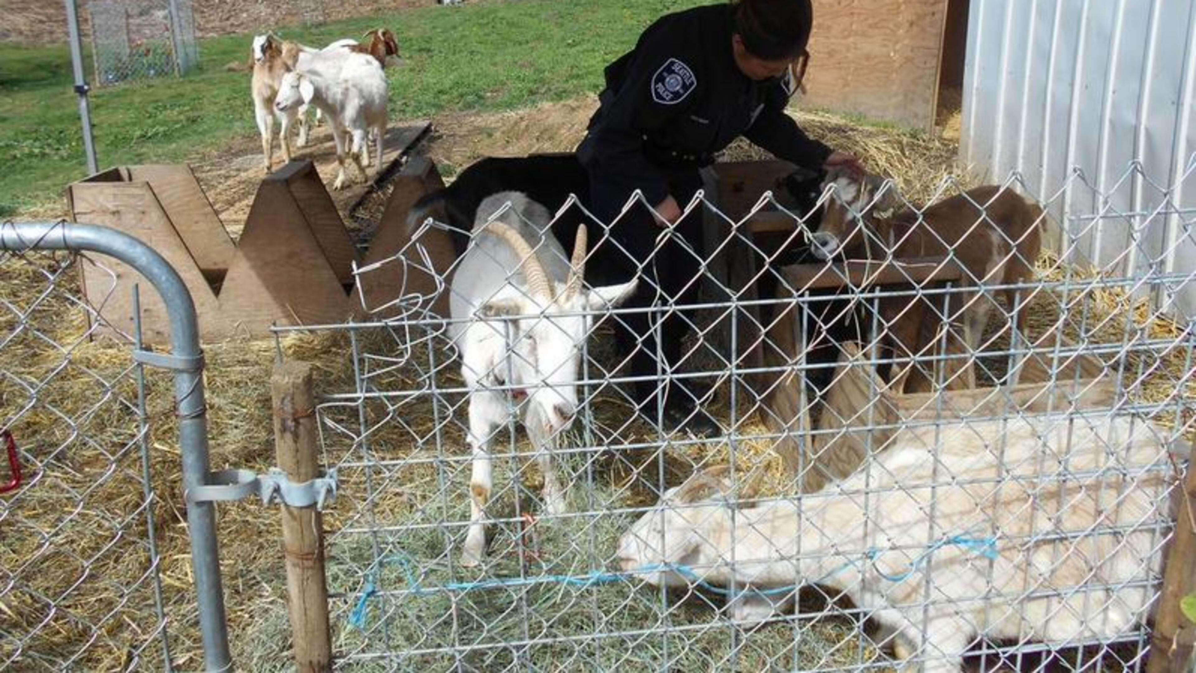Goats were taken into custody on Thursday after reportedly chasing a group of children.