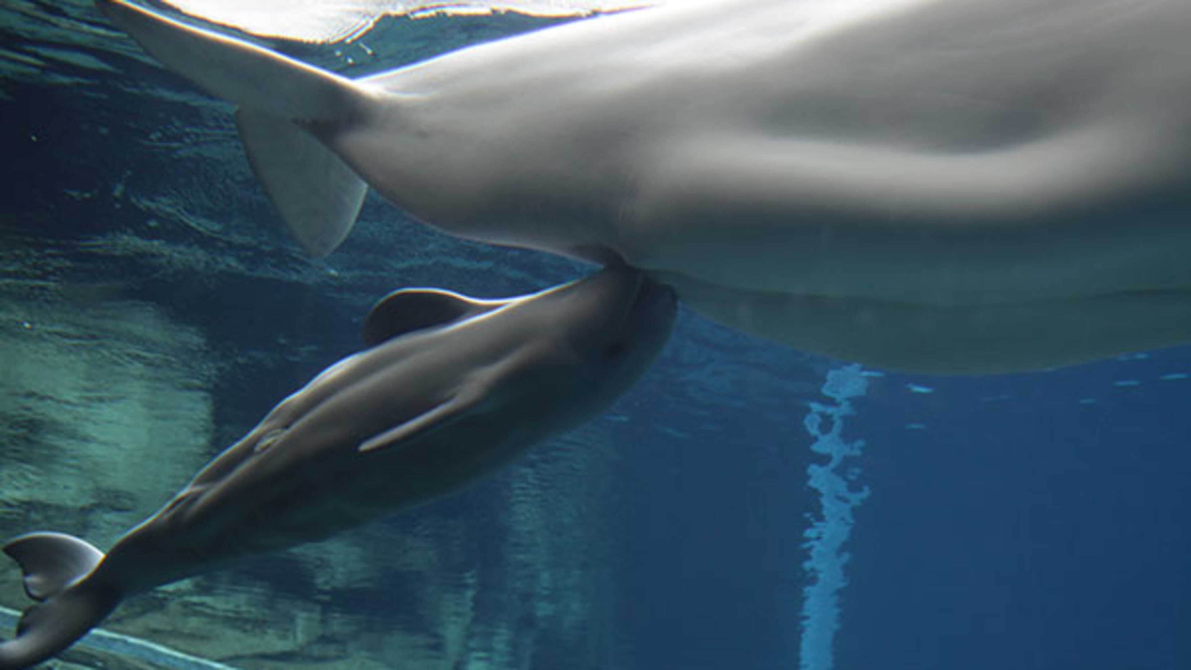 The beluga whale calf born May 10 at the Georgia Aquarium has died.
