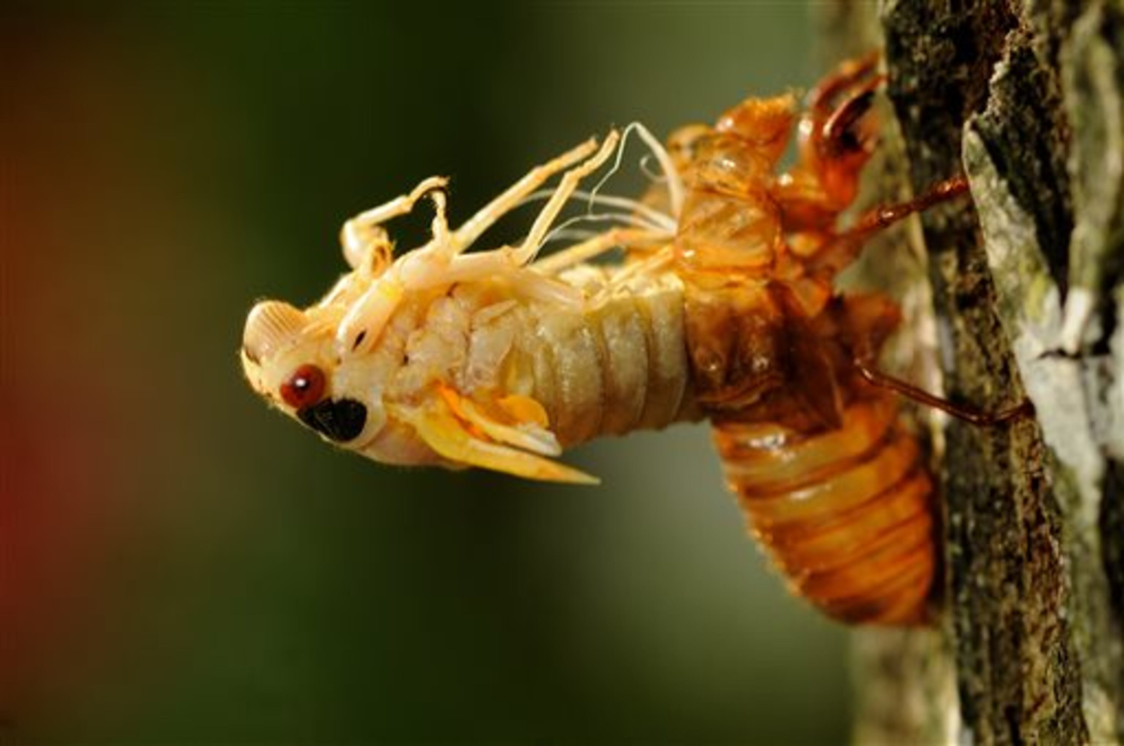 Seventeen-year Brood II cicadas emerge in the Leavells Crossing neighborhood in Spotsylvania, Va., on Thursday, May 16, 2013. The first cicadas have officially arrived in Virginia for the 2013 season. Brood II cicadas, which live in a stretch from north-central North Carolina through central Virginia to Connecticut, last appeared in 1996. (AP Photo/The Free Lance-Star, Dave Ellis)