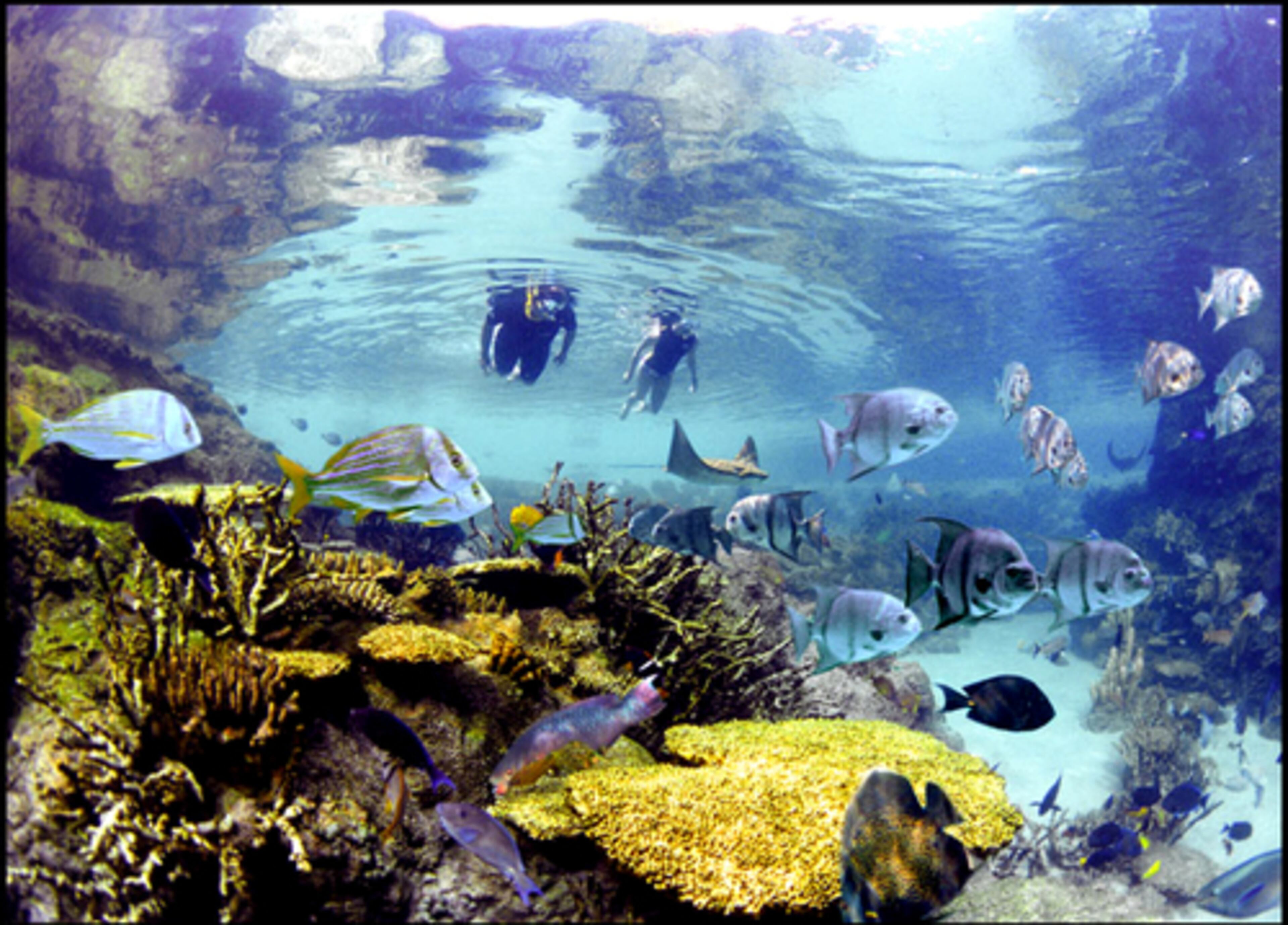 At Discovery Cove in Orlando, guests swim with dolphins, wade with mysterious rays, snorkel among tropical fish and hand-feed exotic birds. Attendance is limited to only 1,000 guests per day at this all-inclusive vacation experience.