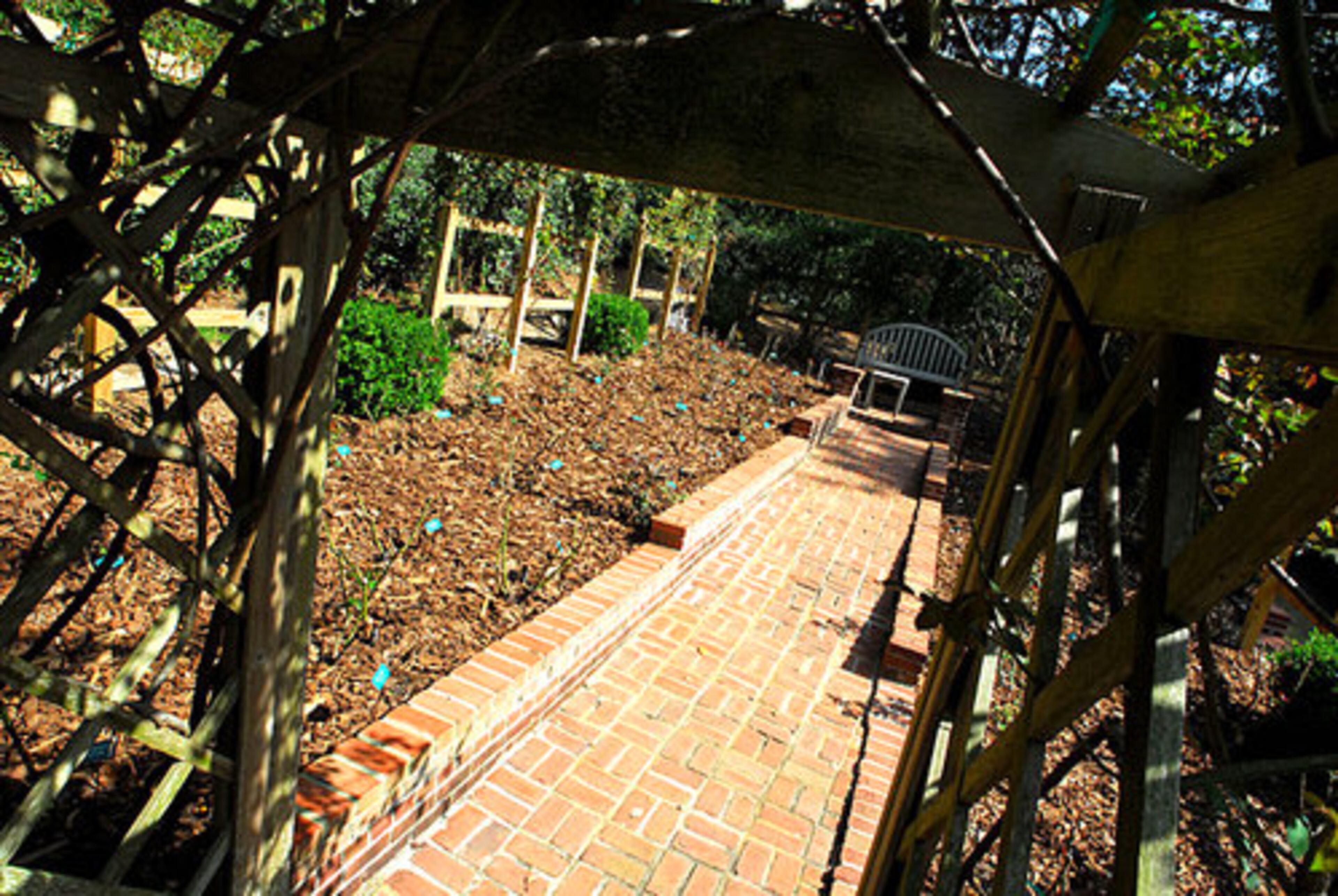 A vine-covered lattice leads visitors to Colgin's rose garden, which has not yet bloomed this year. The rose garden contains 94 bushes representing about 40 varieties of roses.