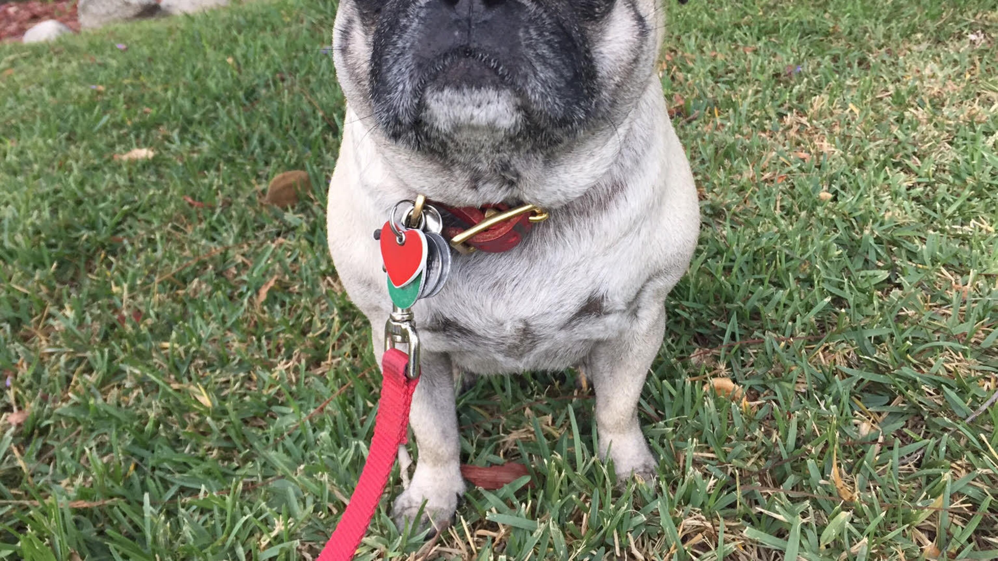 Someone walk me! (Solvej Schou via AP)