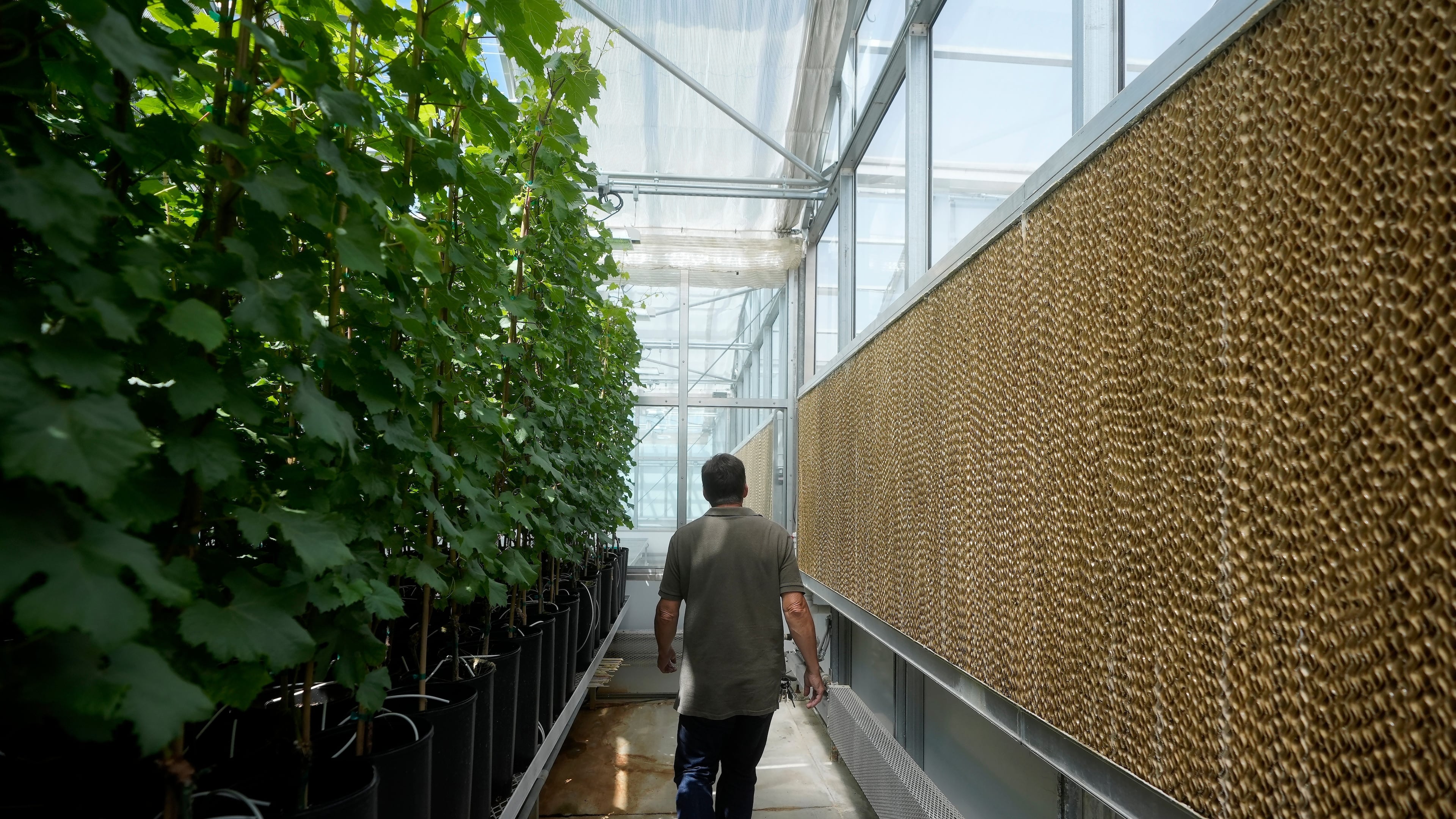 FILE - Bill Werner, lead greenhouse manager of the College of Agricultural and Environmental Sciences at the University of California Davis, walks between plants and evaporative cooling pads in a greenhouse at the Core Greenhouse Complex on the campus in Davis, Calif., May 20, 2024. (AP Photo/Jeff Chiu, File)