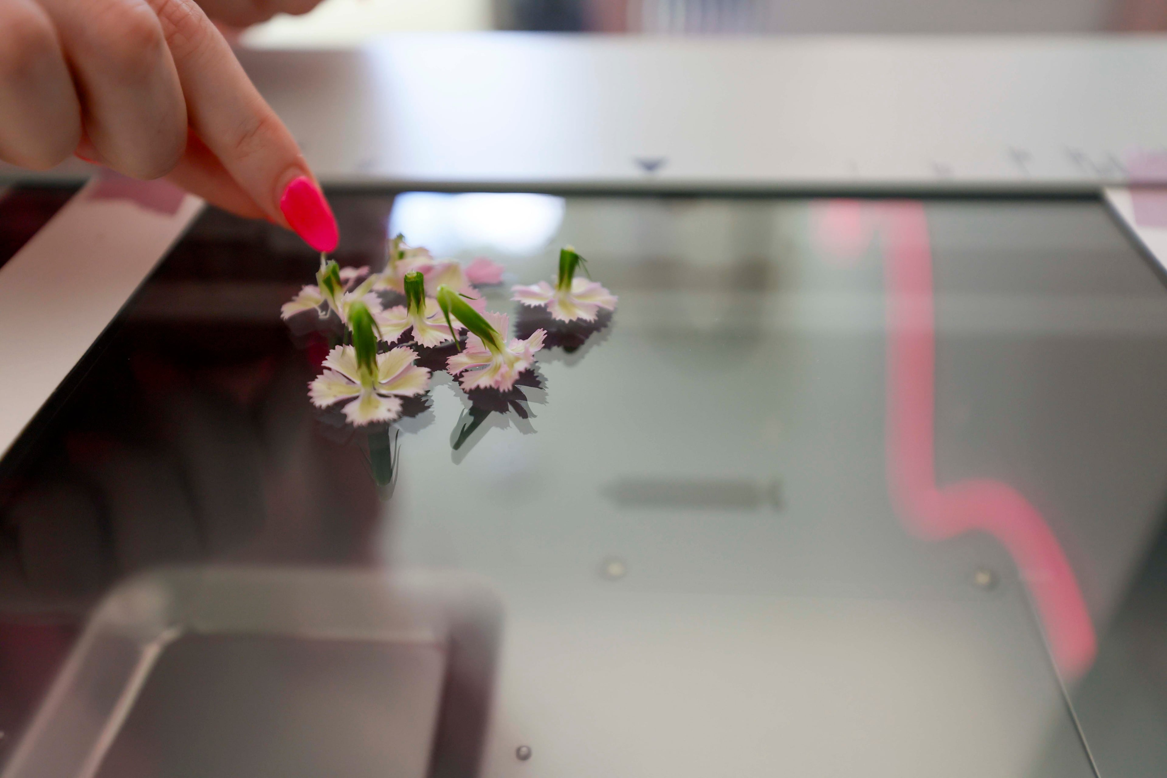 Richardson arranges flowers on a glass bed to create a Risograph print at Posy Press. A Risograph works like a mix between a screen printer and a Xerox machine, producing vibrant art with unique textures and colors. (Miguel Martinez/AJC)